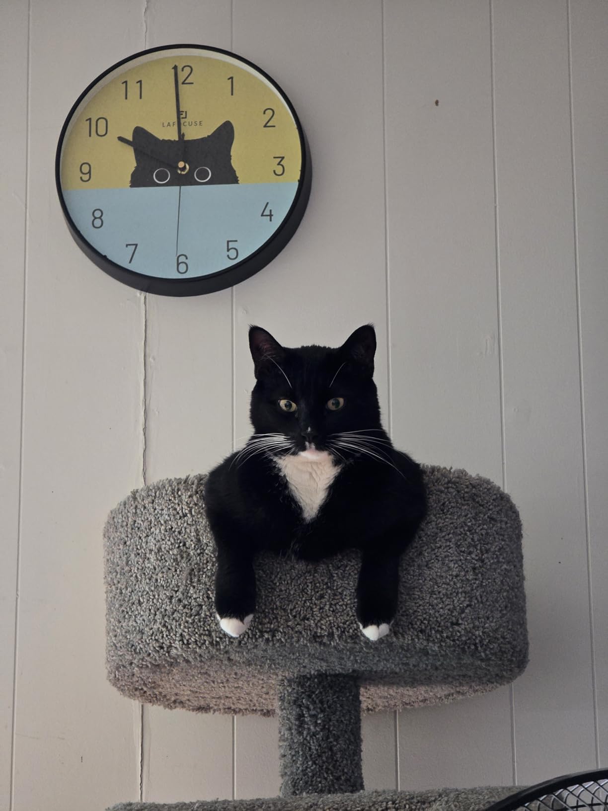 Lafocuse Black Cat Clock for Kids, Cat Wall Clocks Battery Operated 12 Inch Silent Non Ticking, Analog Cute Funny Clock for Girls Boys Teens Kids Room Bedroom Living Room Decor Nursery Playroom Kitchen customer photo 1