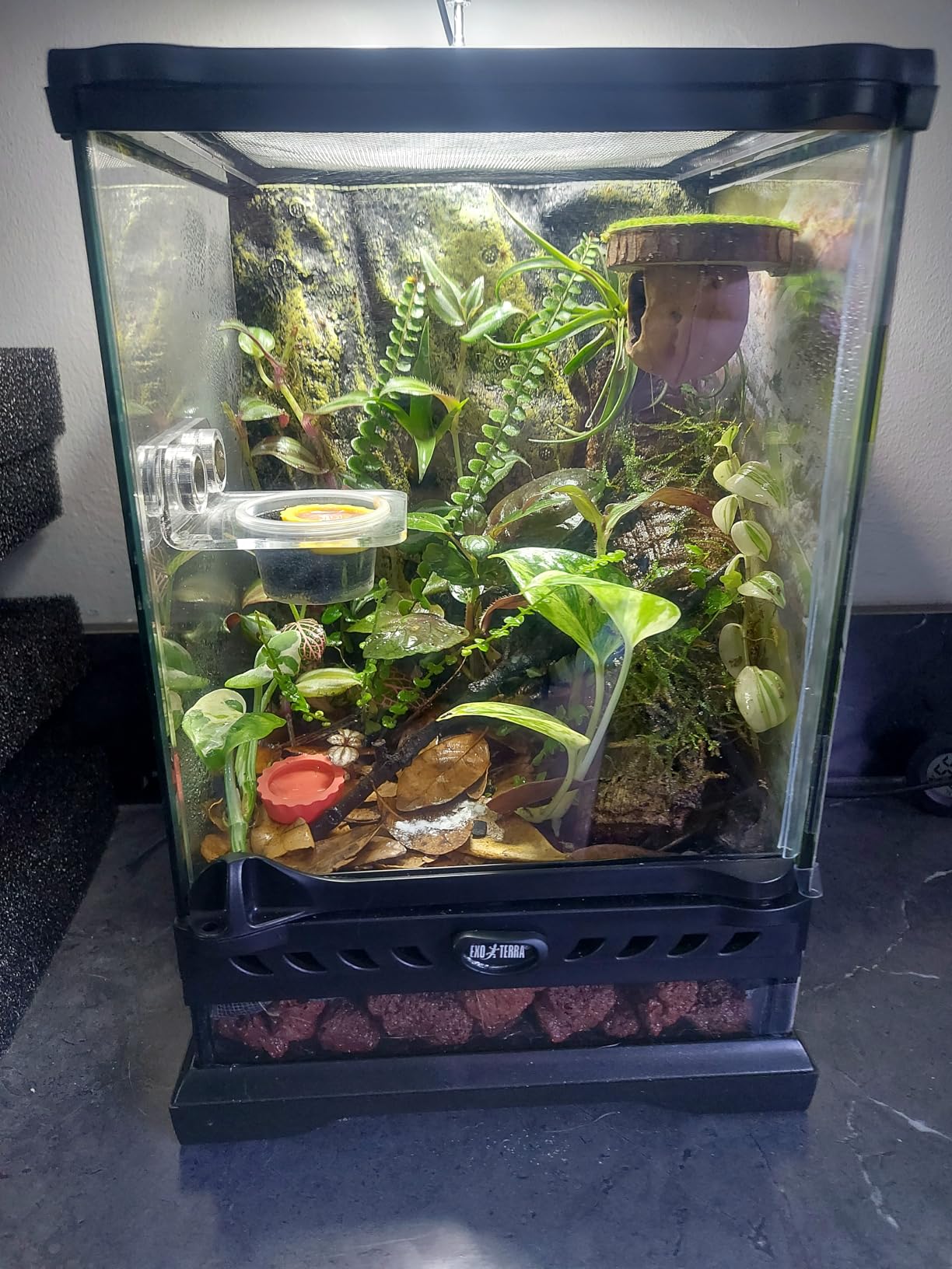 Exo Terra Glass Nano Terrarium Kit, 8 x 8 x 12 Inches customer photo 2