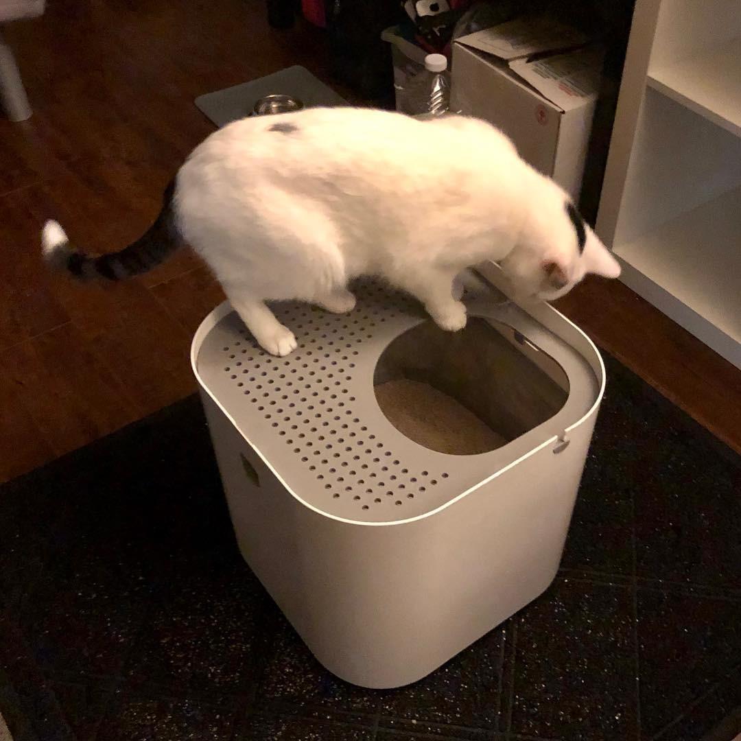 Modkat Top-Entry Cat Litter Box, Leak-Proof, Liner & Scoop, White customer photo 1