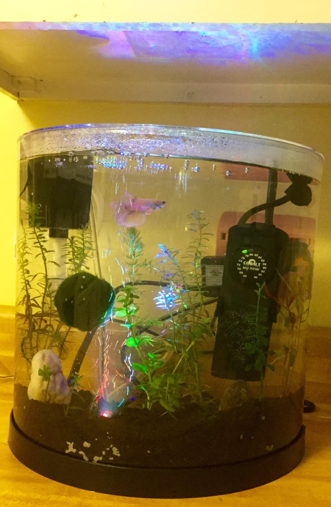 Tetra Half-Moon 3 Gallon Starter Fish Tank Kit | Aquarium Kit Includes Bubbling LED Air Stone, 3 Gallon Acrylic Tank, Filter & Cartridge, Air Pump, For Small Freshwater Fish customer photo 1