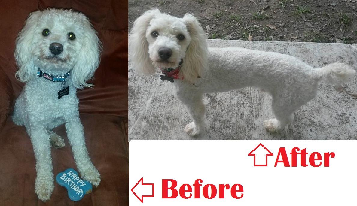 Wahl USA Lithium Ion Pro Series Cordless Animal Clippers – Rechargeable, Heavy-Duty, Electric Dog & Cat Grooming Kit for Small & Large Breeds with Thick to Heavy Coats – Model 9766 customer photo 1