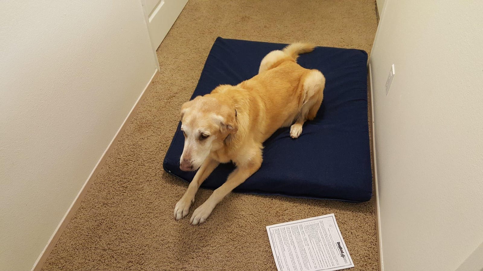 Dogbed4less Extra Large Orthopedic Memory Foam Dog Bed for Large Dogs with Durable Waterproof Internal Case, Removable Washable Denim Cover and Bonus Pet Bed Cover, 47X29X4 Fits 48X30 Dog Crate, Blue customer photo 1