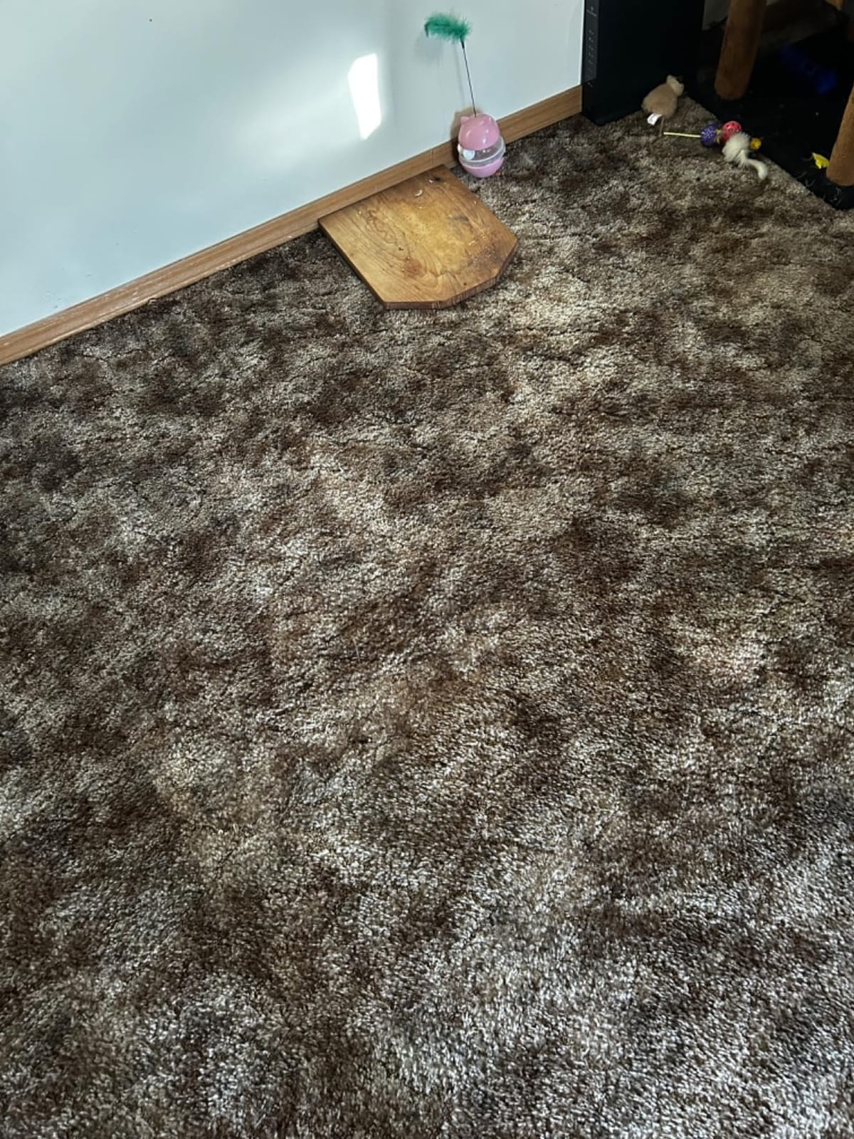 Shark Navigator Lift-Away Vacuum, HEPA, Carpet and Pet Hair, Blue, NV360 customer photo 1