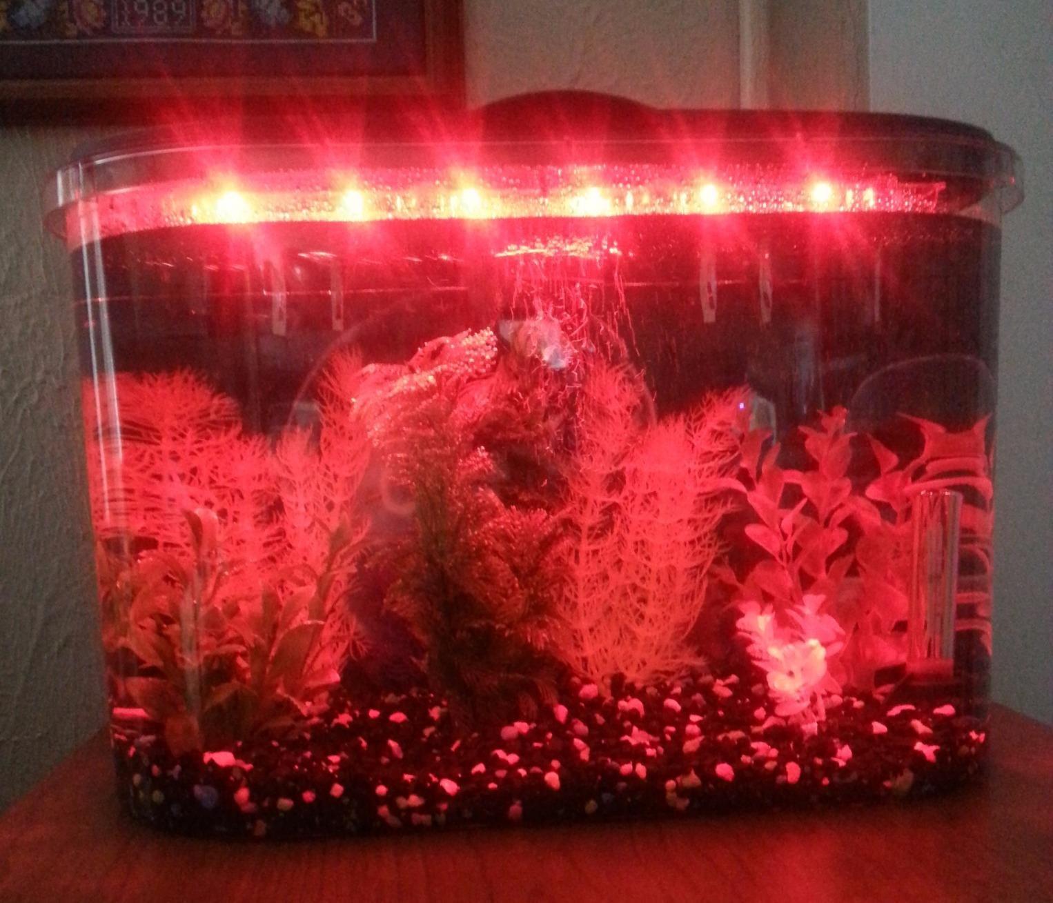Koller Products 5-Gallon Aquarium Kit with LED Lighting and Power Filter, Ideal for a Variety of Tropical Fish customer photo 2