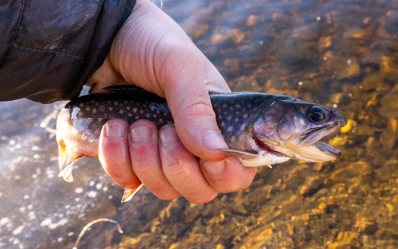 DRAGONtail Tenkara - Shadowfire 365 Tenkara Rod customer photo 2