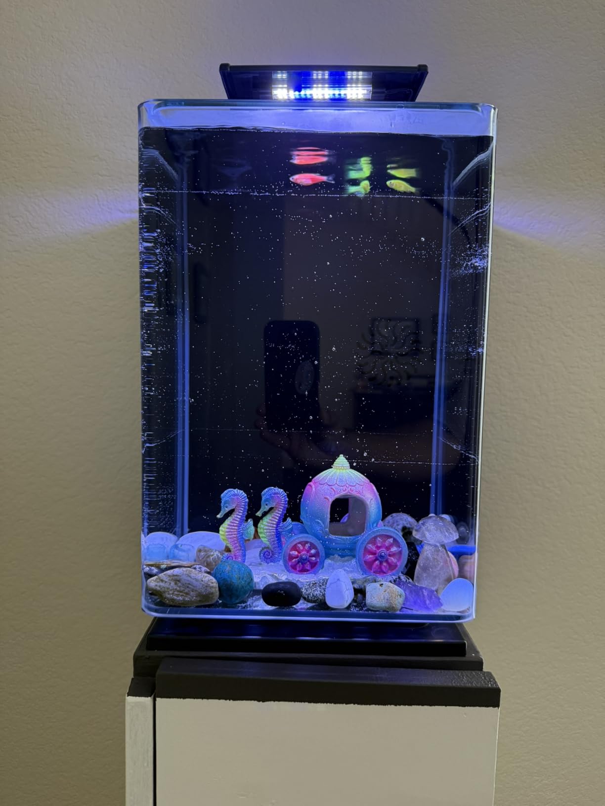 Marineland Portrait Glass LED Aquarium Kit, 5 Gallons, Hidden Filtration,Black customer photo 1