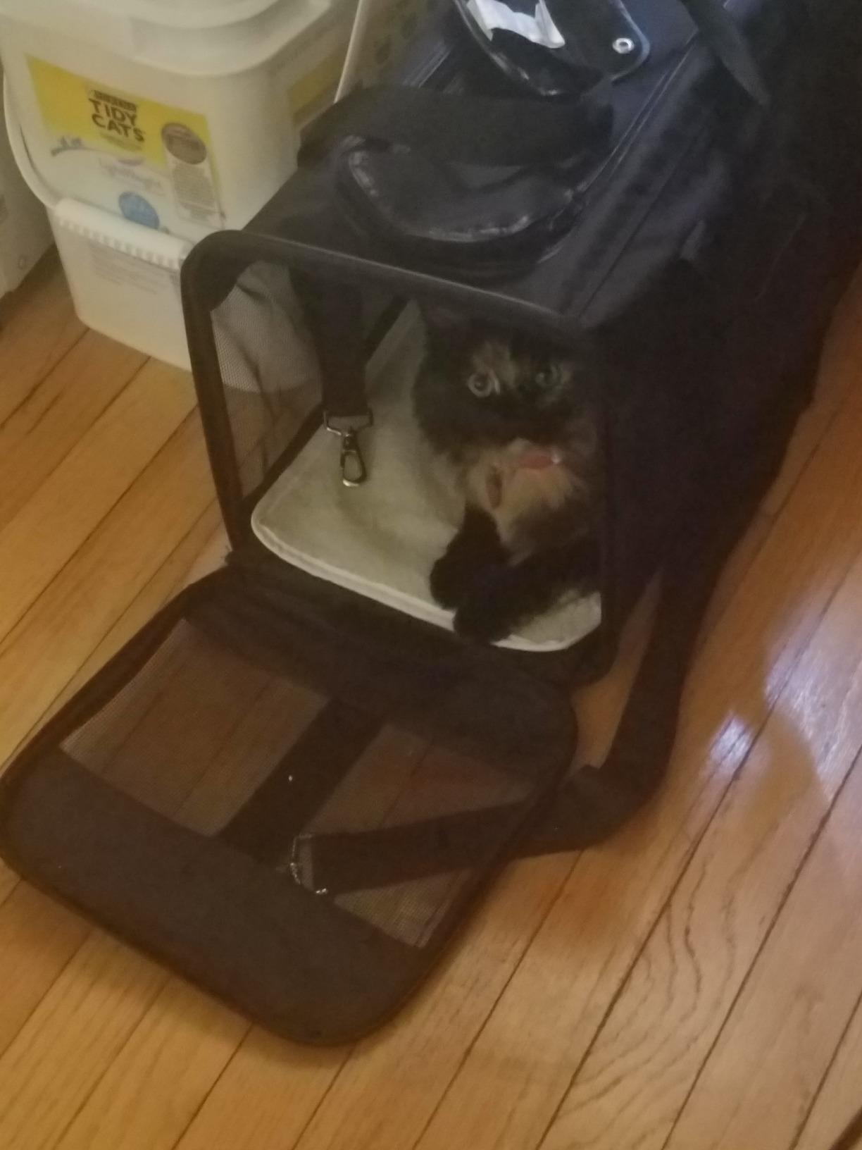 Amazon Basics Airline Approved Soft-Sided Mesh Pet Travel Carrier with Shoulder Strap, Removable Washable Fleece Pad, Top Opening, Ventilation for Dog, Cat, up to 22 pounds, 19.7Lx12Wx12H in., Black customer photo 1