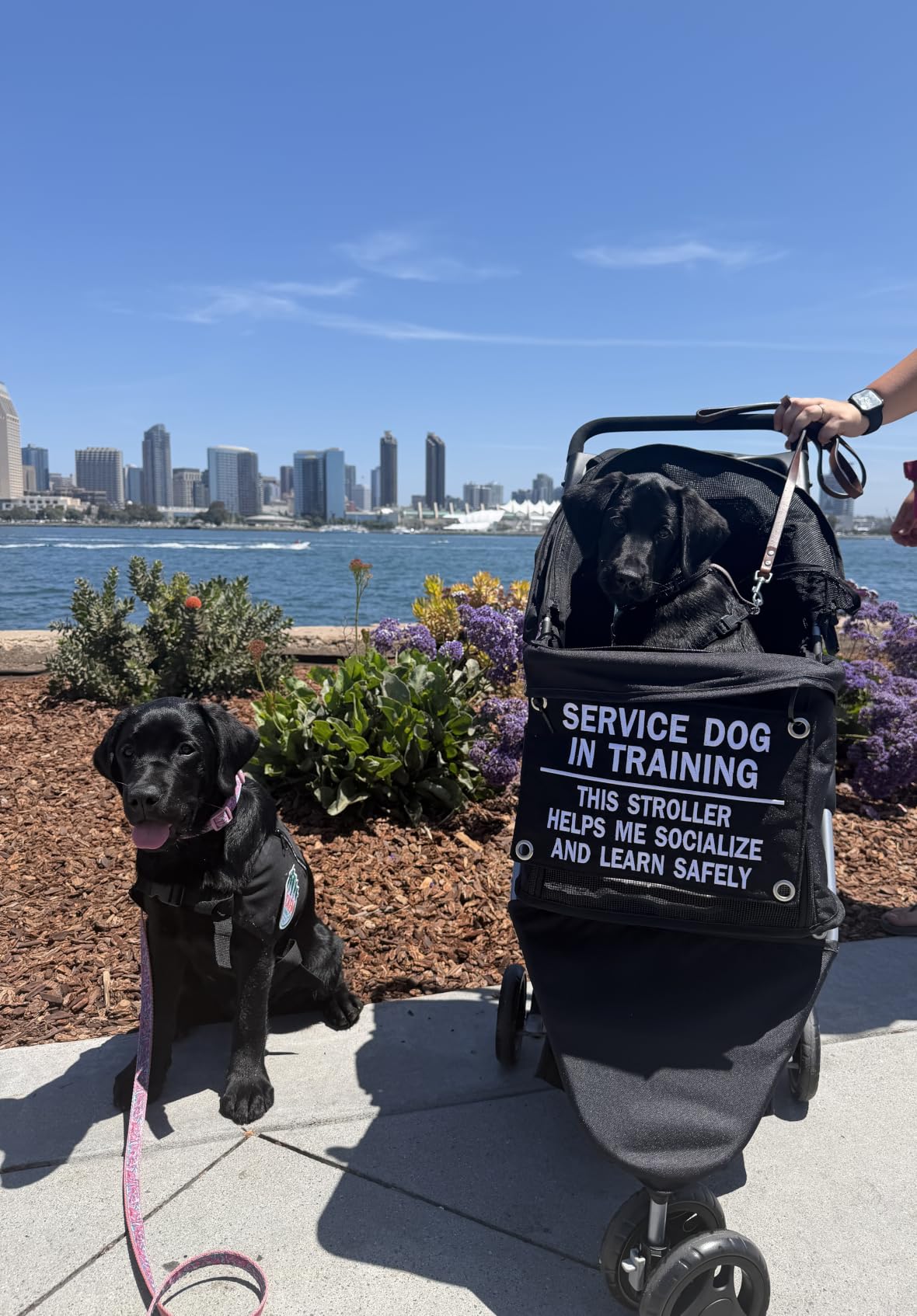 BestPet | 3-Wheel Pet Stroller | Dog and Cat Stroller | Breathable Mesh | Lightweight Travel Carrier | Waterproof & Foldable Design | Storage Basket | Black | for Daily Walks & Outdoor Use customer photo 2