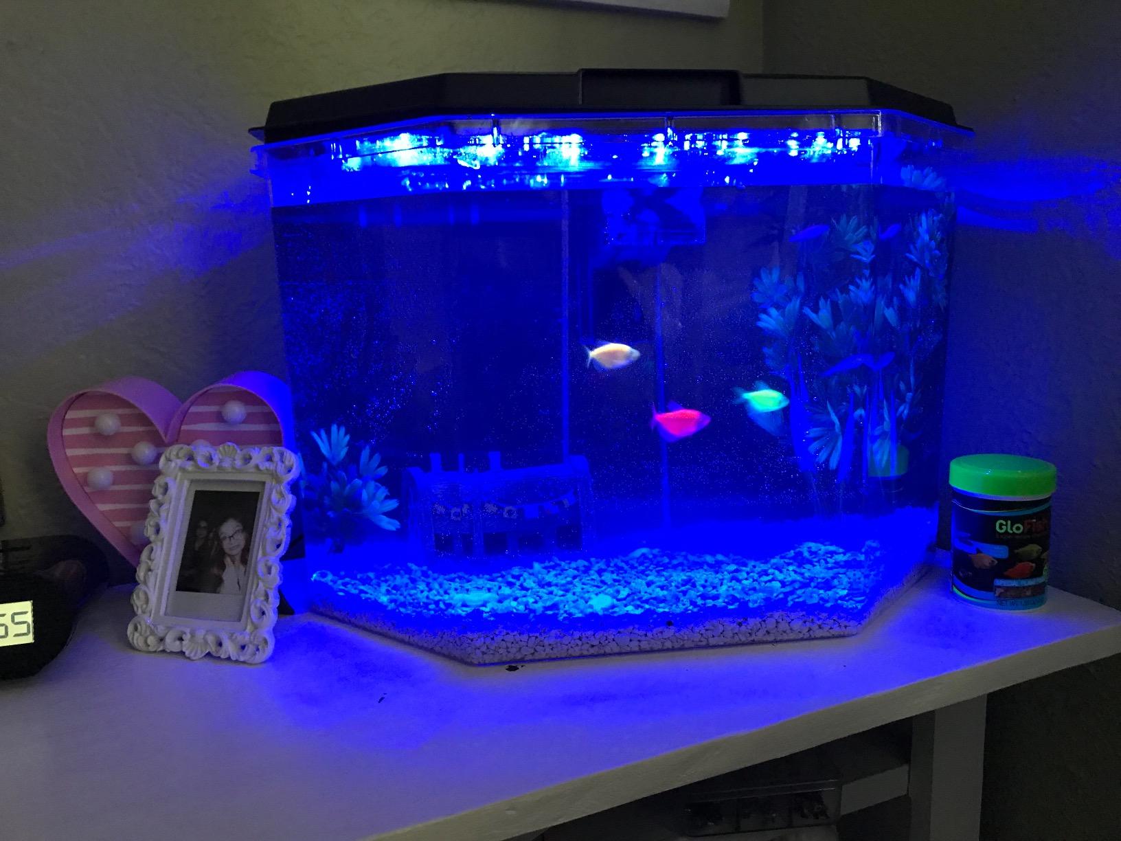 Koller Products 6.5-Gallon Aquarium Kit with Power Filter and LED Lighting, (AP650) customer photo 1