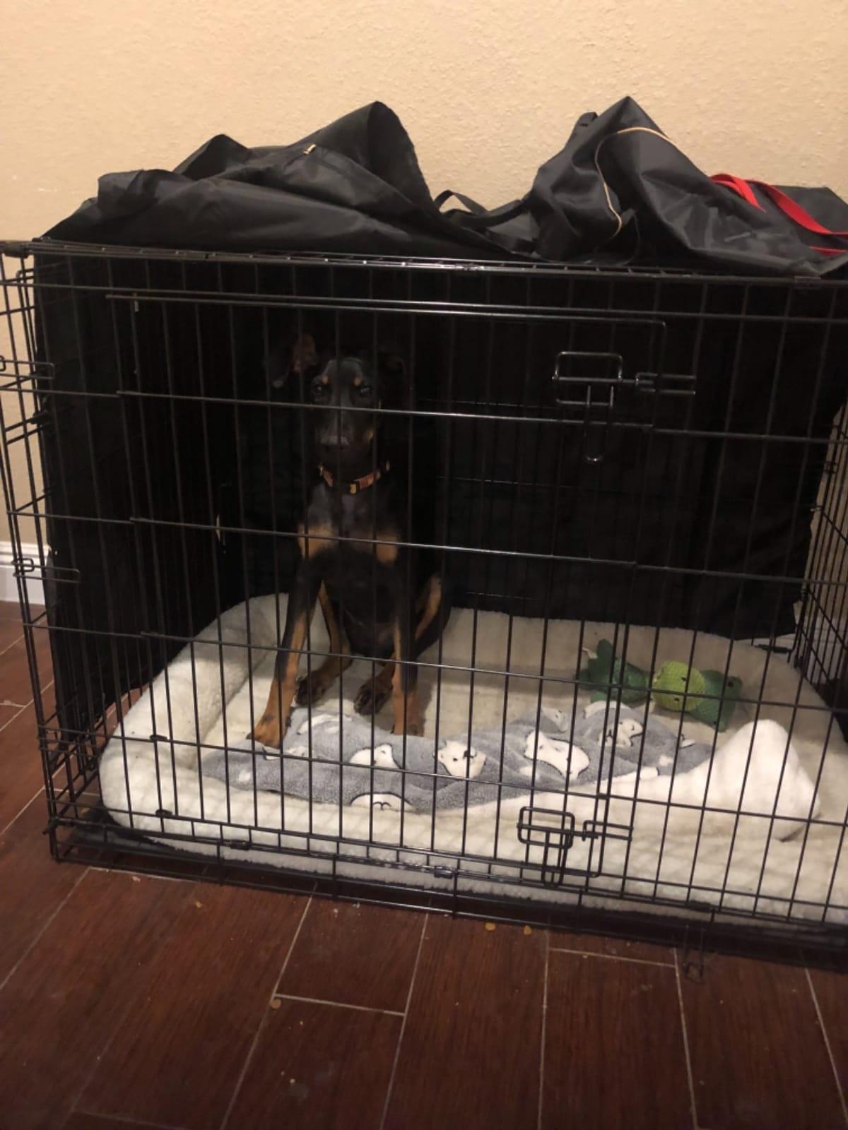 MidWest Homes for Pets Double Door iCrate Starter Kit, 42-inch Dog Crate Bundle for Large Dogs, Includes Cage, Pet Bed, 2 Bowls and Privacy Cover customer photo 1