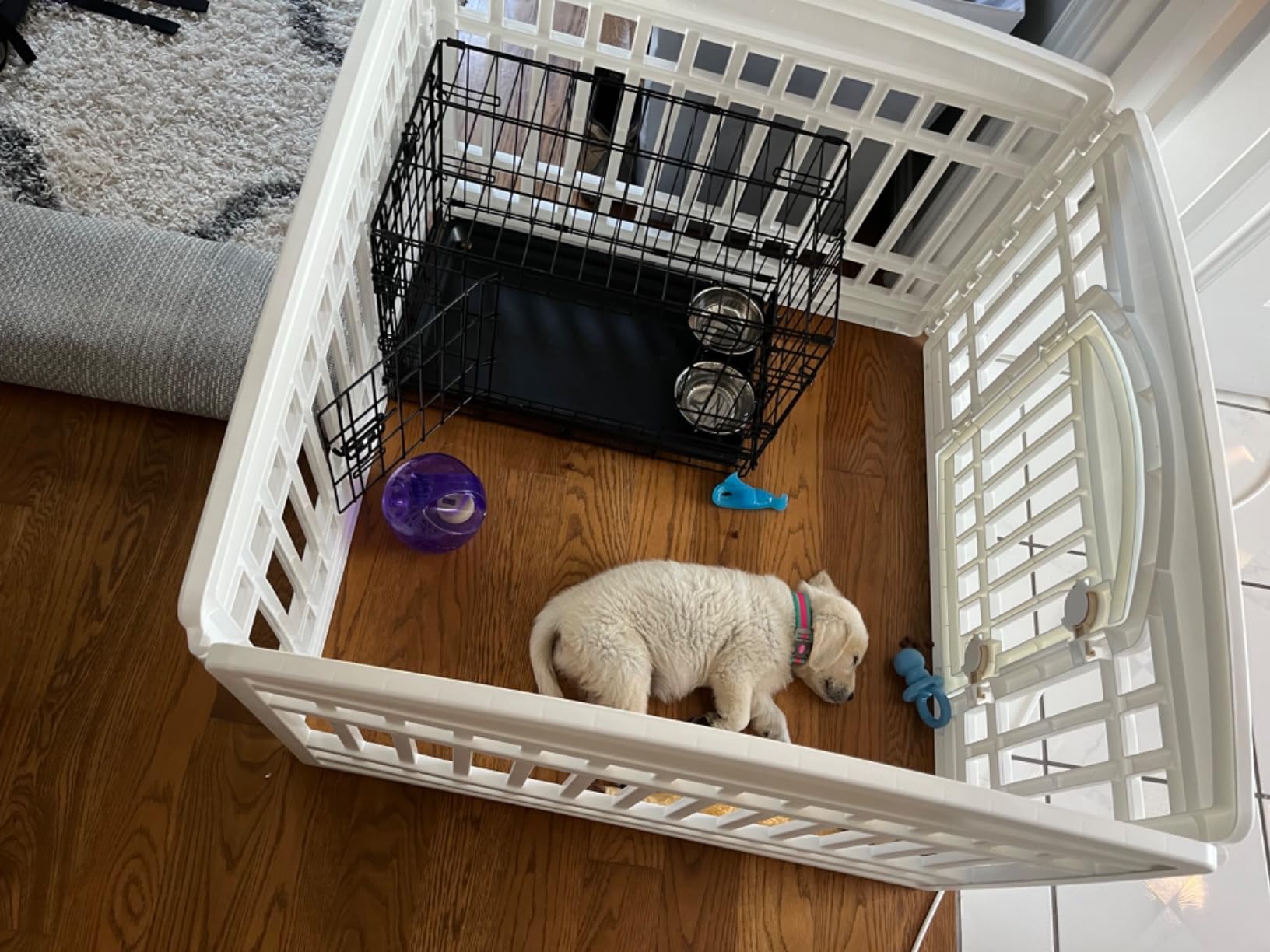 MidWest Homes for Pets Double Door iCrate Starter Kit, 42-inch Dog Crate Bundle for Large Dogs, Includes Cage, Pet Bed, 2 Bowls and Privacy Cover customer photo 2