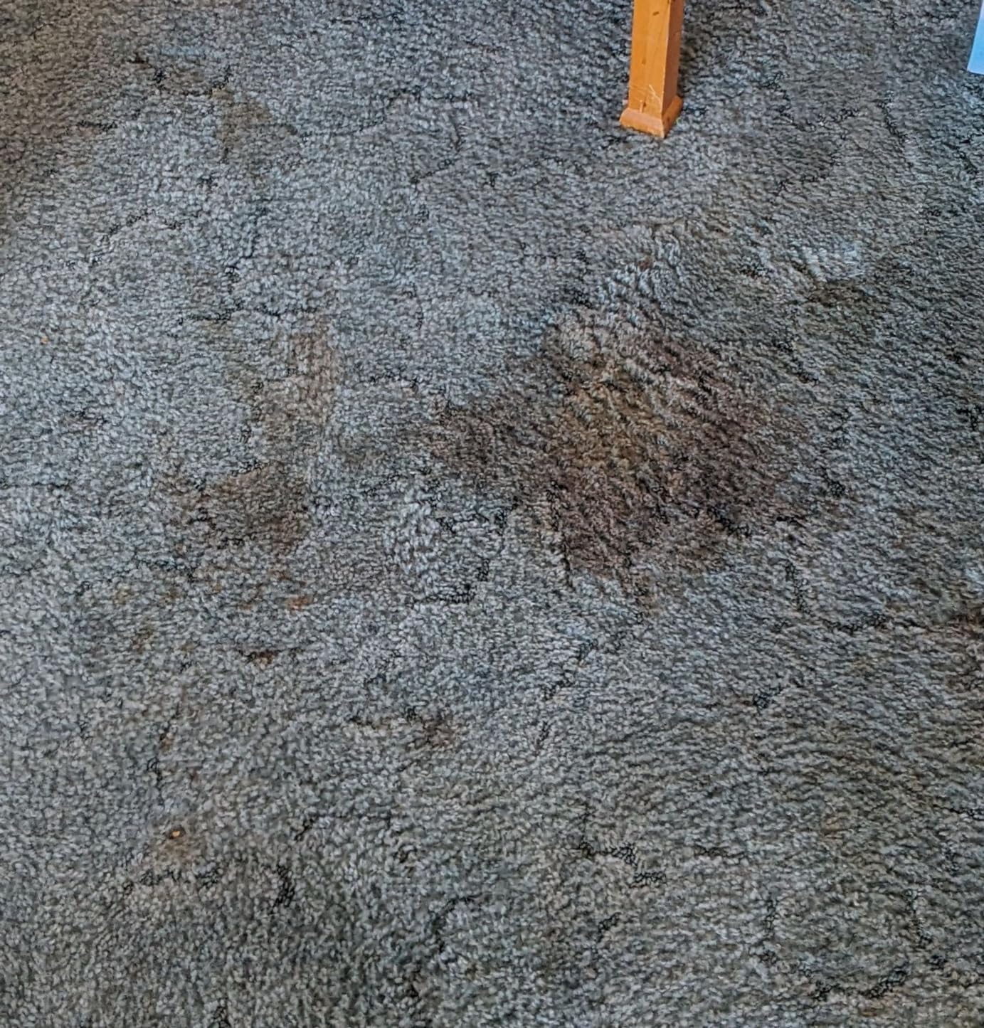 Bissell SpotClean Pet Pro Portable Carpet Cleaner, 2458 customer photo 1