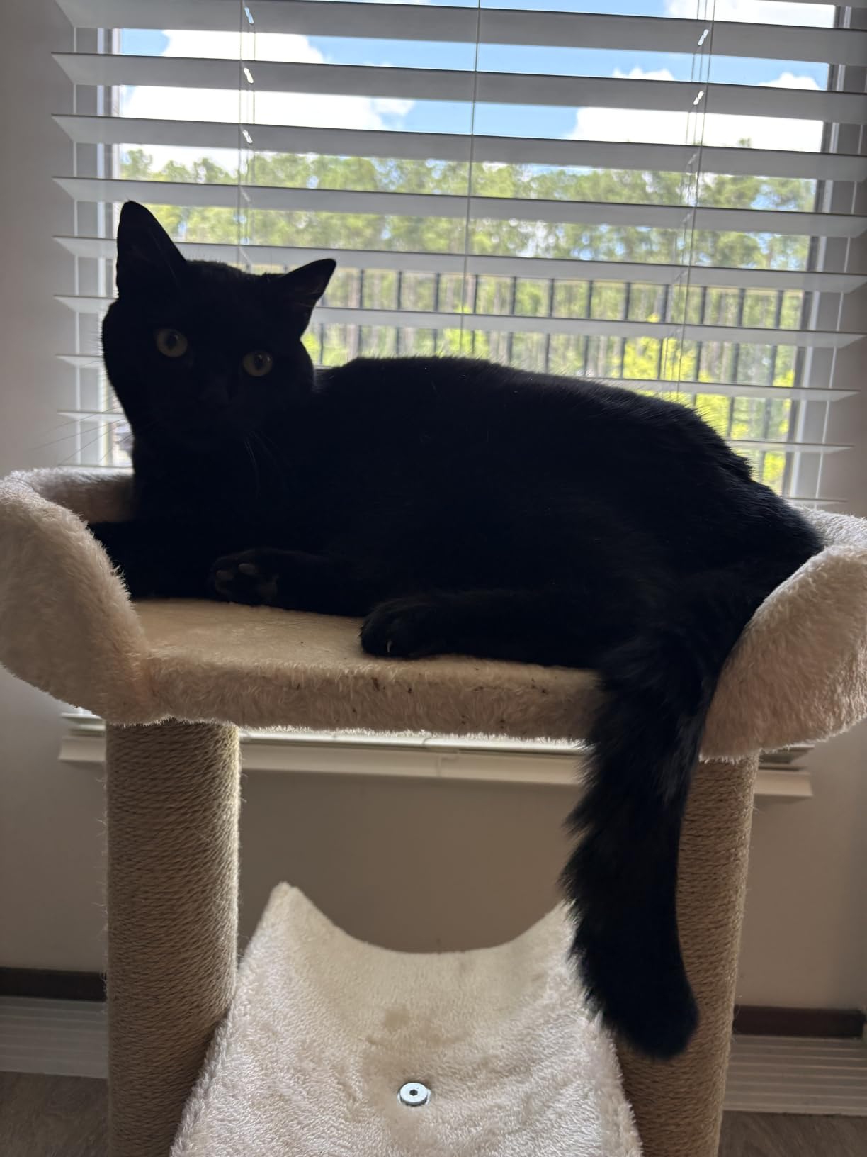 Amazon Basics Multi-Platform Cat Tree with Scratching Post for Indoor Cats up to 25lbs, 18 x 14 x 22 Inches, Beige customer photo 1