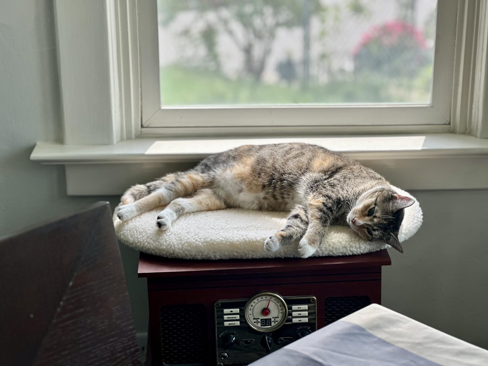 K&H Cat Window Perch, Unheated Kitty Sill, 24x14in, Fleece customer photo 2