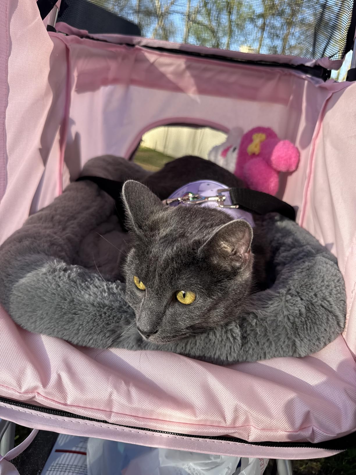 TRIXIE Foldable Pet Stroller for Cats and Dogs, Pet Carrier Strolling Cart with Weather Cover, Storage Basket, Cup Holder, Black customer photo 2