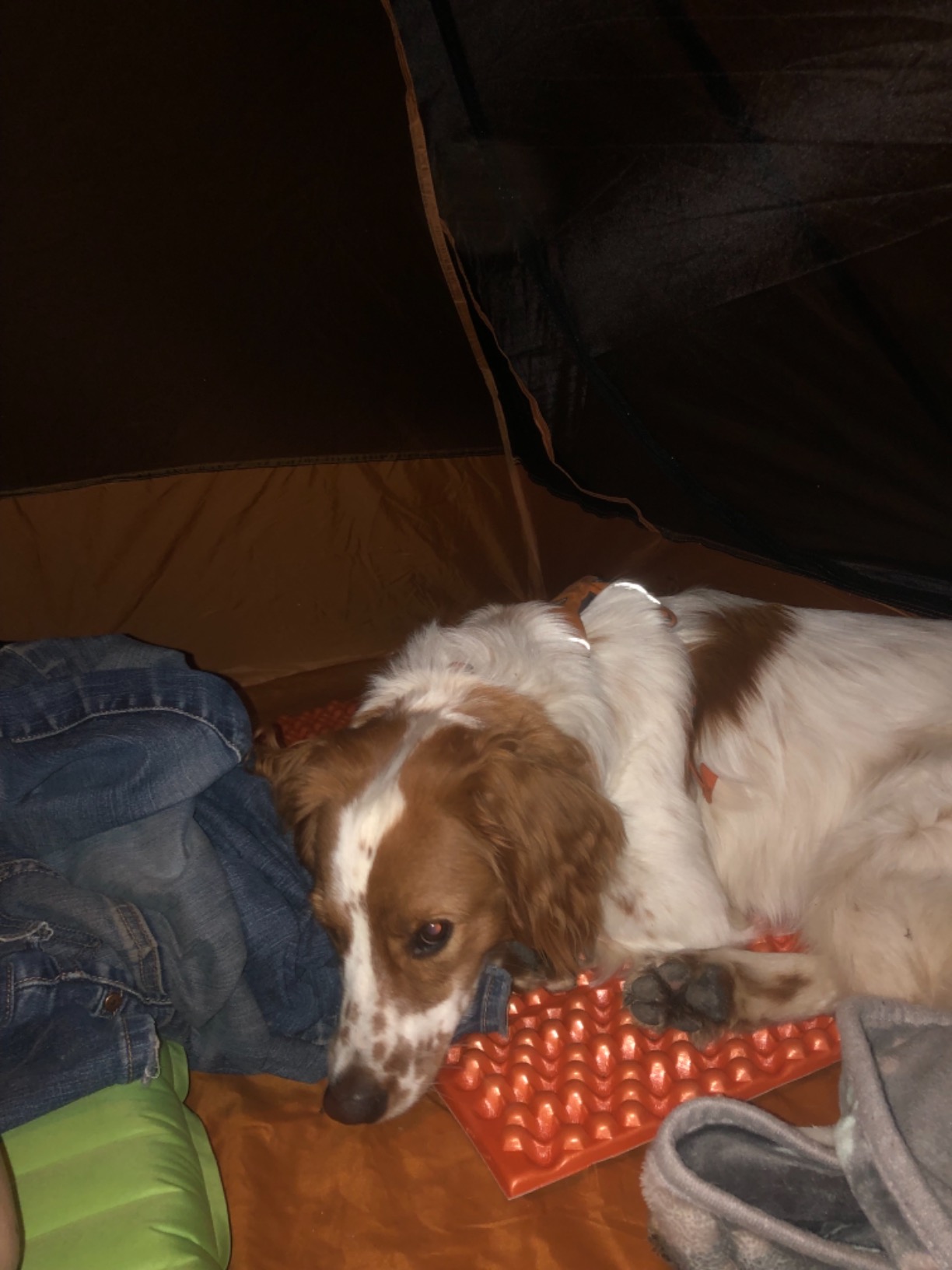 NEMO Equipment Switchback Foam Sleeping Pad customer photo 1