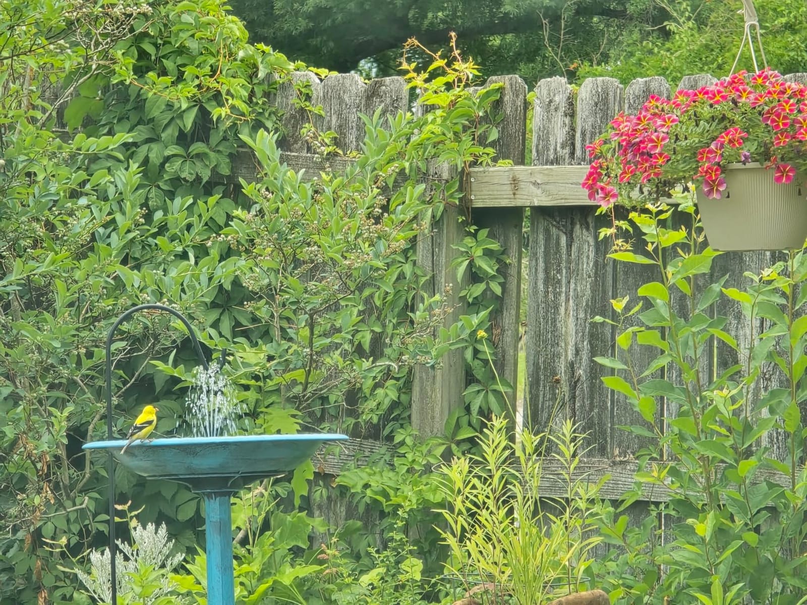 VIVOHOME Bird Bath with Solar Fountain for Outside, Pedestal, Green customer photo 1