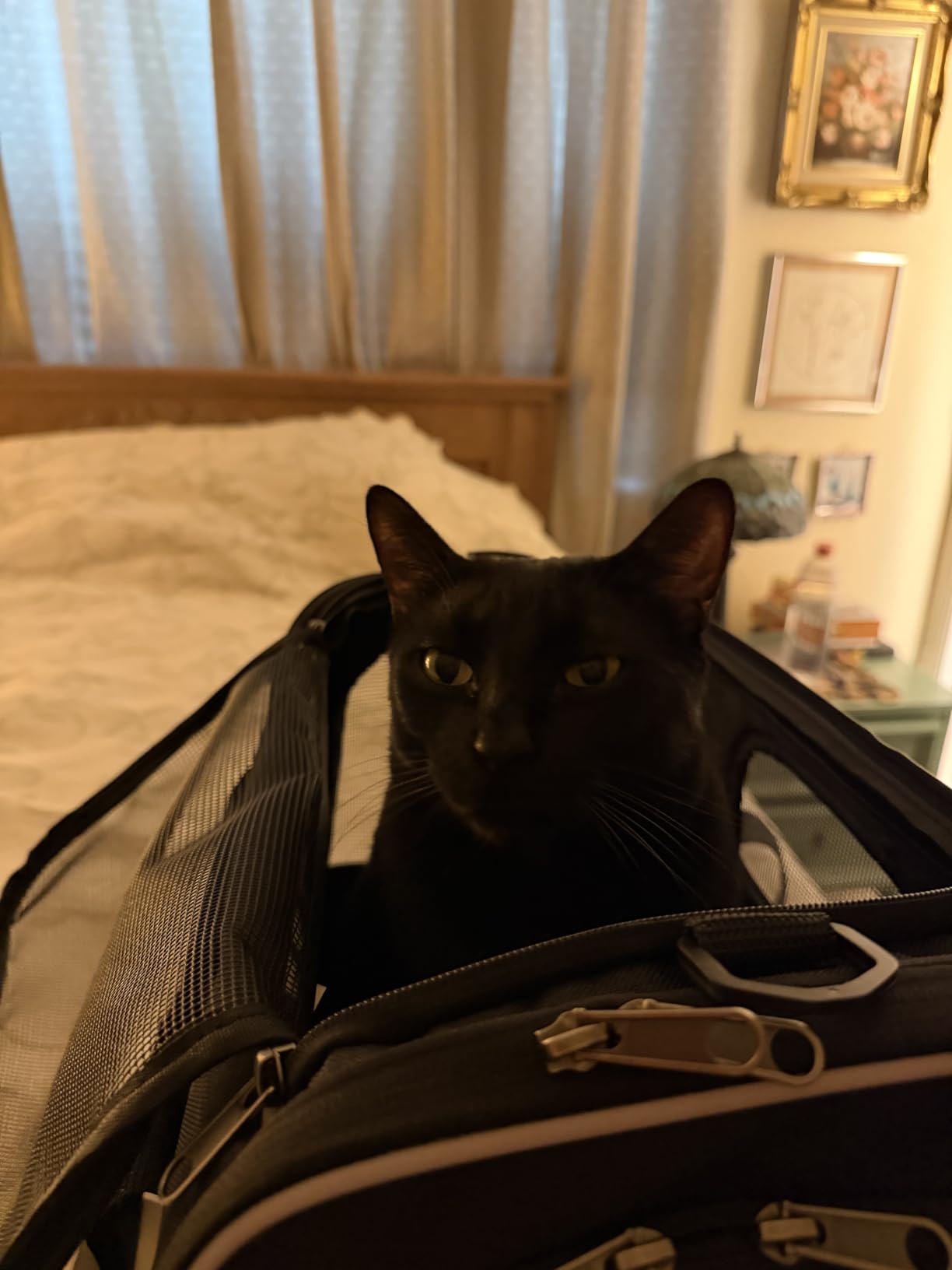 Morpilot Cat Carrier Soft for Large Medium Cats and Puppy up to 20lbs customer photo 1
