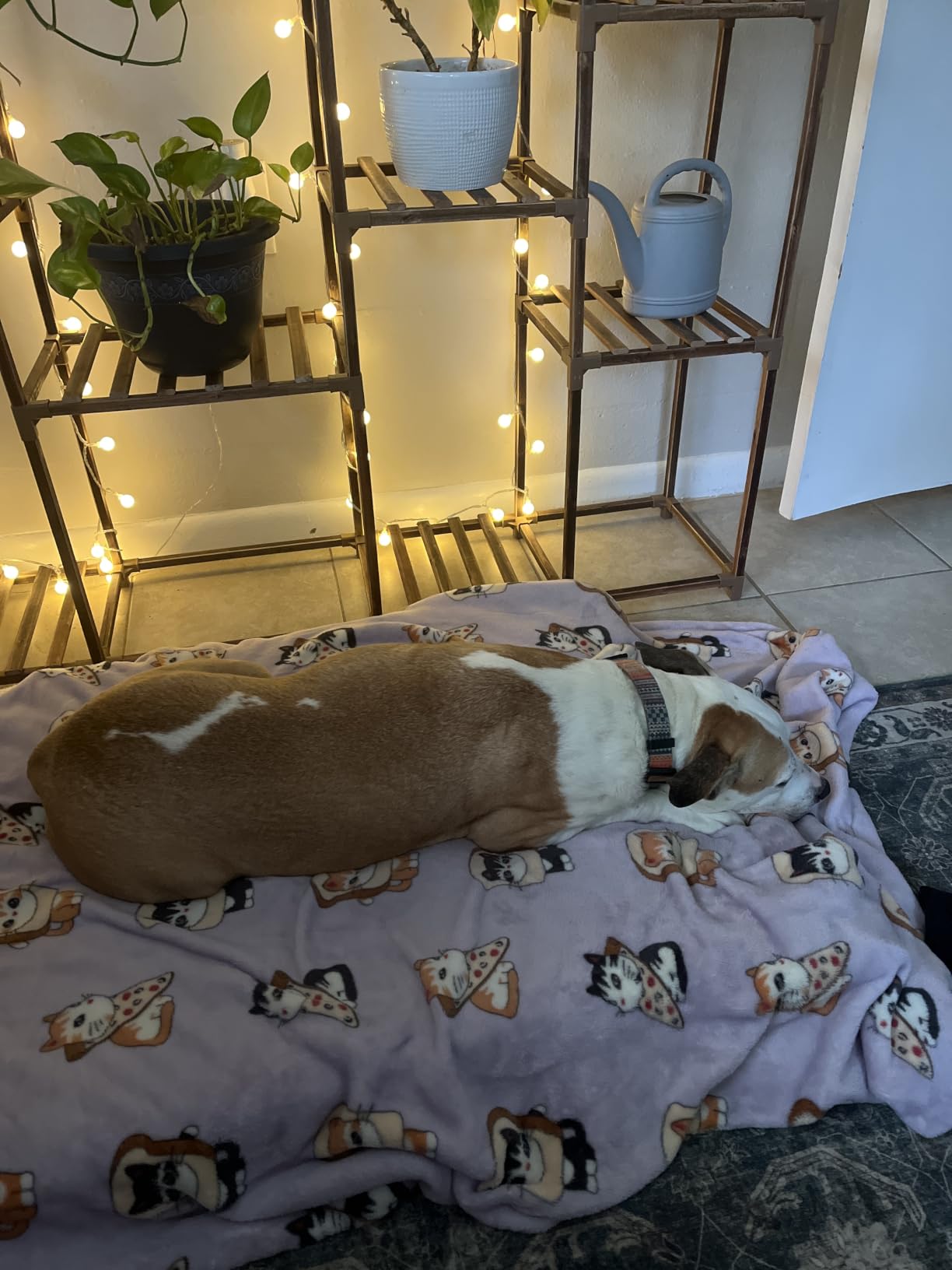 Bedsure XL Dog Bed, Extra Large Pet Bed with Comfy Sherpa,44x32in Grey customer photo 2