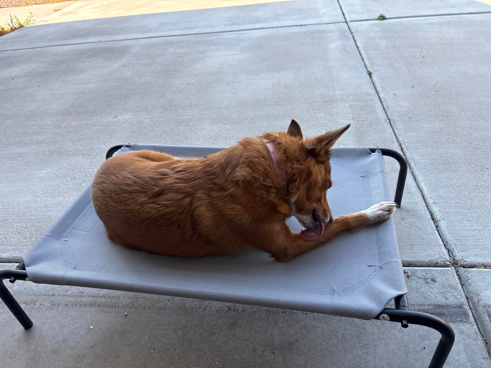 Heavy Duty Steel-Framed Portable Elevated Pet Bed, Elevated Cooling Pet Cot, 43.5
