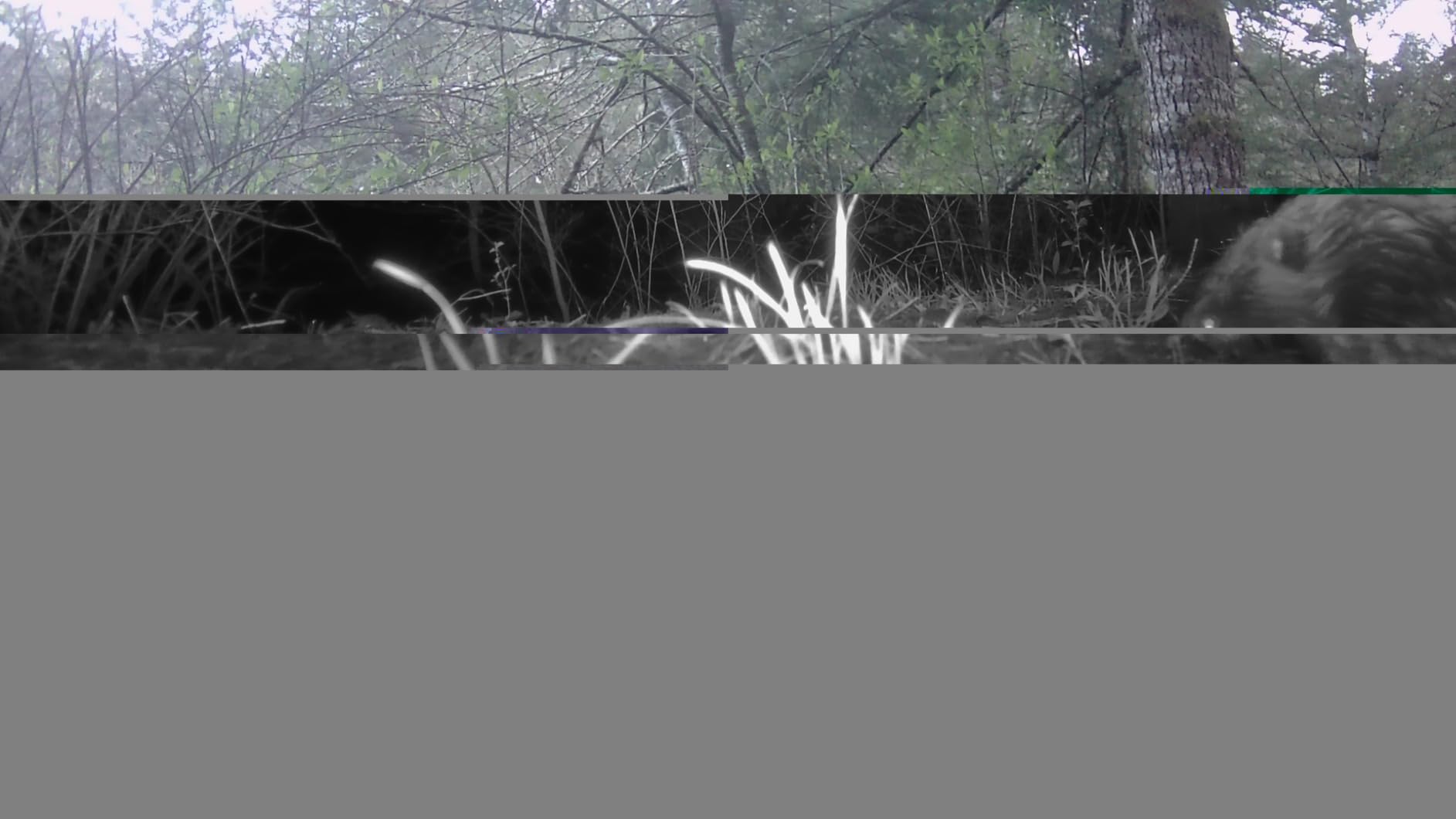 GardePro A3S Non-Cellular Trail Camera, 1296P HD Video with Sound customer photo 1