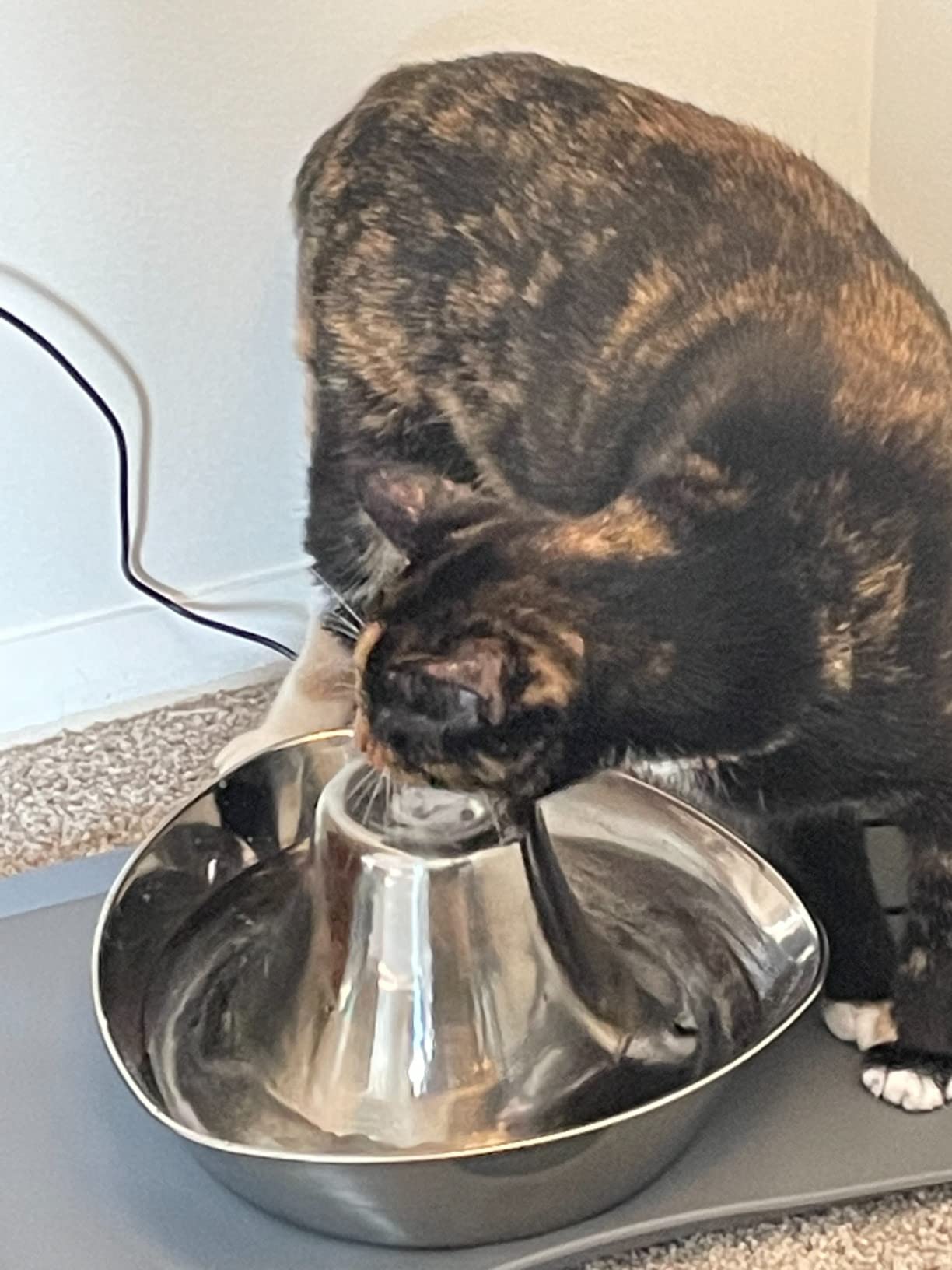 PetSafe Seaside Stainless Cat & Dog Fountain, 60 oz, 2 Filters & Pump customer photo 2