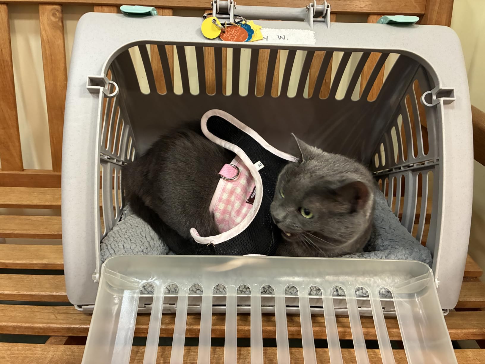 SportPet Large Hard-Sided Travel Cat Carrier - Cat Carrier with Patented Wide Side-Opening Door, Foldable Portable Pet Carrier with Removable Bed for Cats & Small Pets up to 25lbs - Gray customer photo 1