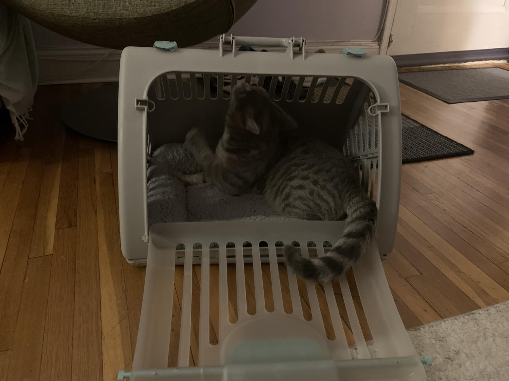 SportPet Large Hard-Sided Travel Cat Carrier - Cat Carrier with Patented Wide Side-Opening Door, Foldable Portable Pet Carrier with Removable Bed for Cats & Small Pets up to 25lbs - Gray customer photo 2