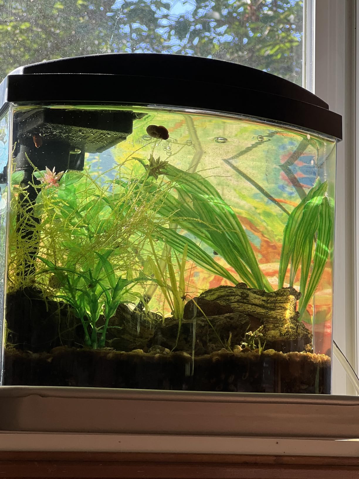 Aqueon MiniBow Small Aquarium Starter Kit, All-in-One Desktop Fish Tank for Betta, Shrimp or Small Fish, Includes SmartClean Filter Technology, LED Light and Conditioner, Black, 5 Gallon customer photo 1