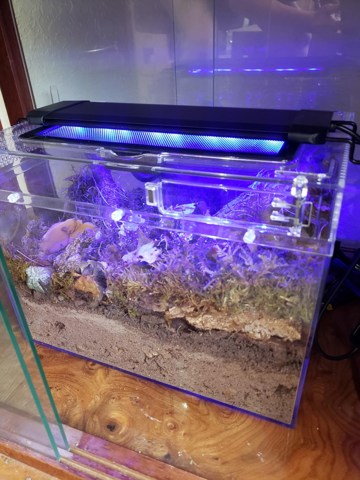 Reptile Growth Mini Reptile Terrarium,12