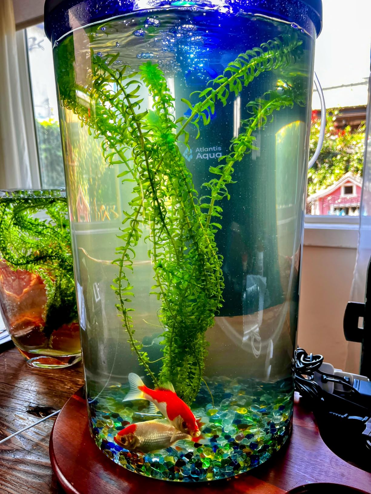 Koller Products Plastic 6-Gallon AquaView 360 Aquarium Kit for Tropical Fish, Betta Fish with LED Lighting and Power Filter Clear, 4-Piece Set customer photo 2