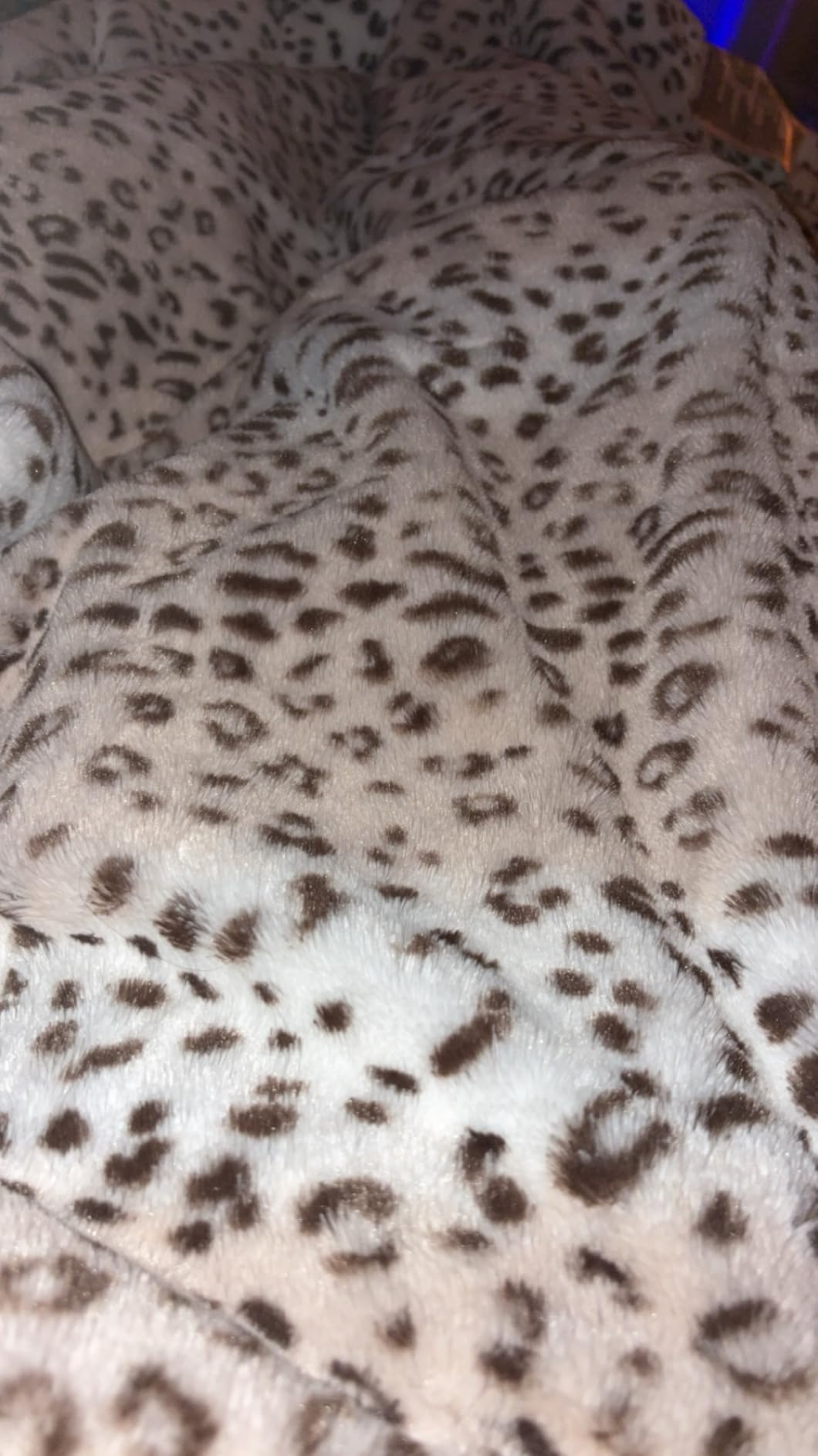 Westinghouse Heated Throw Blanket, 50
