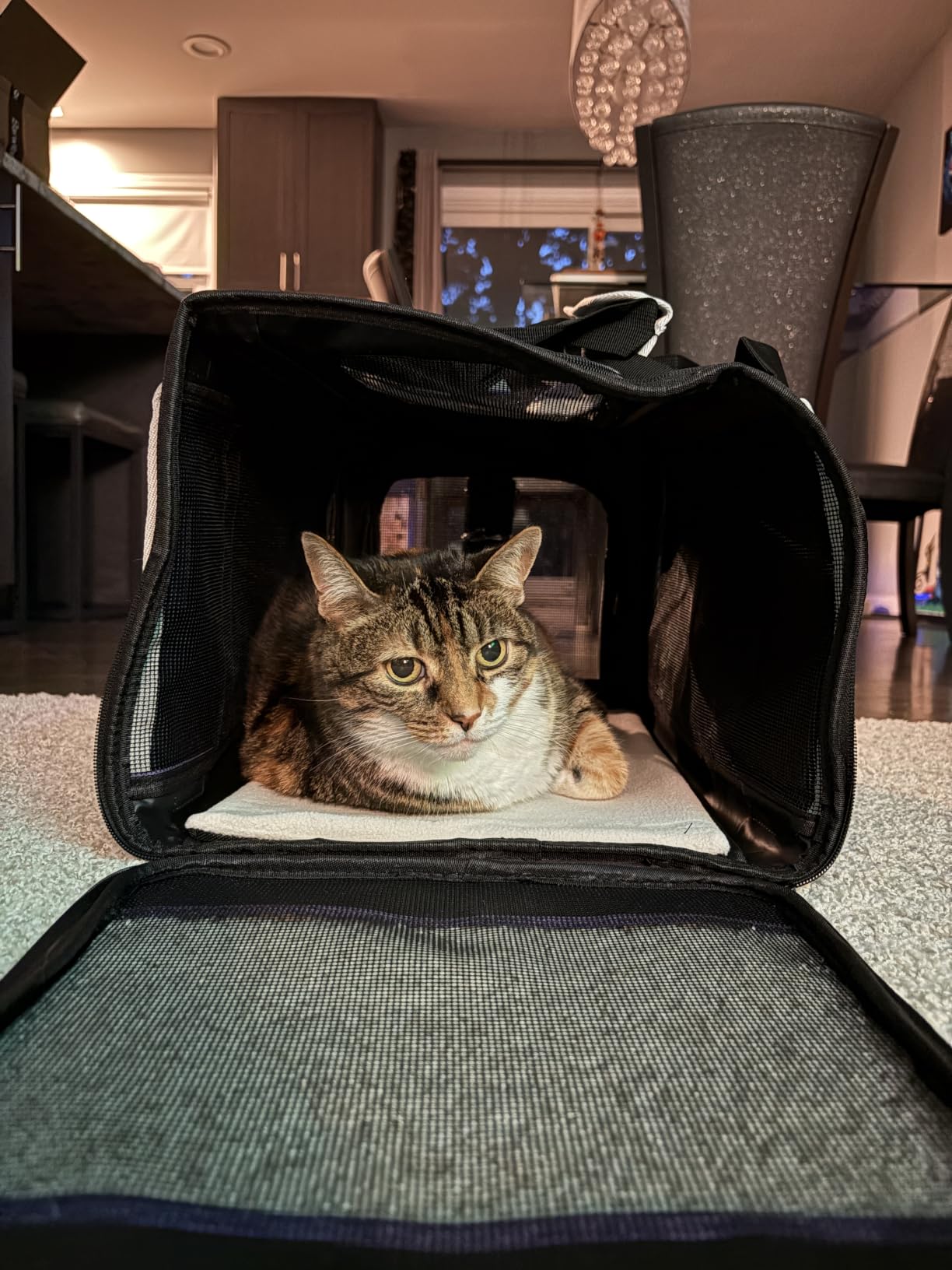 GAPZER Pet Carrier for Large and Medium Cat, Soft-Sided Pet Crate for Puppy customer photo 1