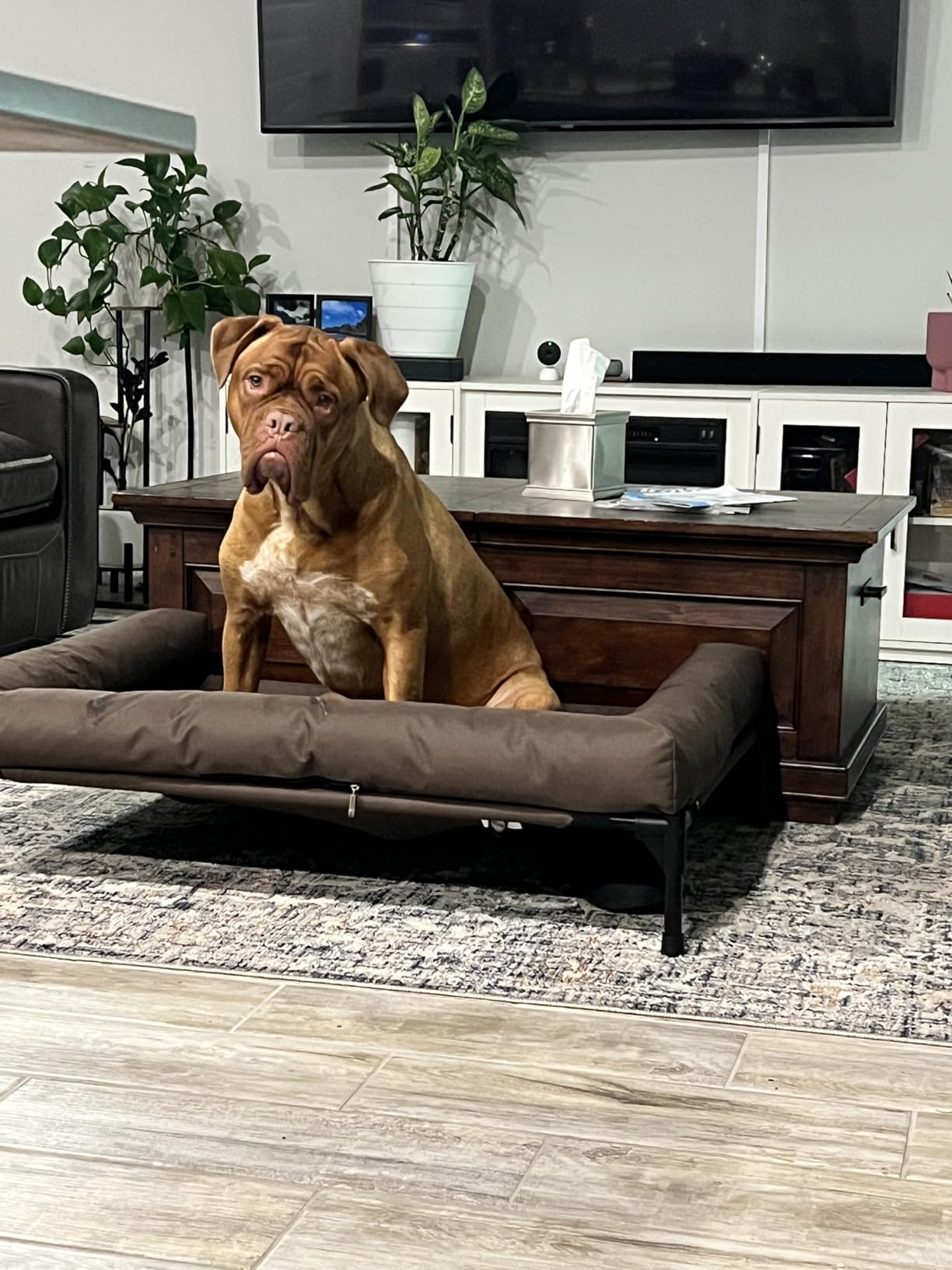 K&H Outdoor Elevated Dog Bed, Bolster Pet Cot, Medium 32x25in, Charcoal | Cool comfort anywhere, dog cot bed with removable bolster, dog bed washable, mesh center, no-tools setup customer photo 1