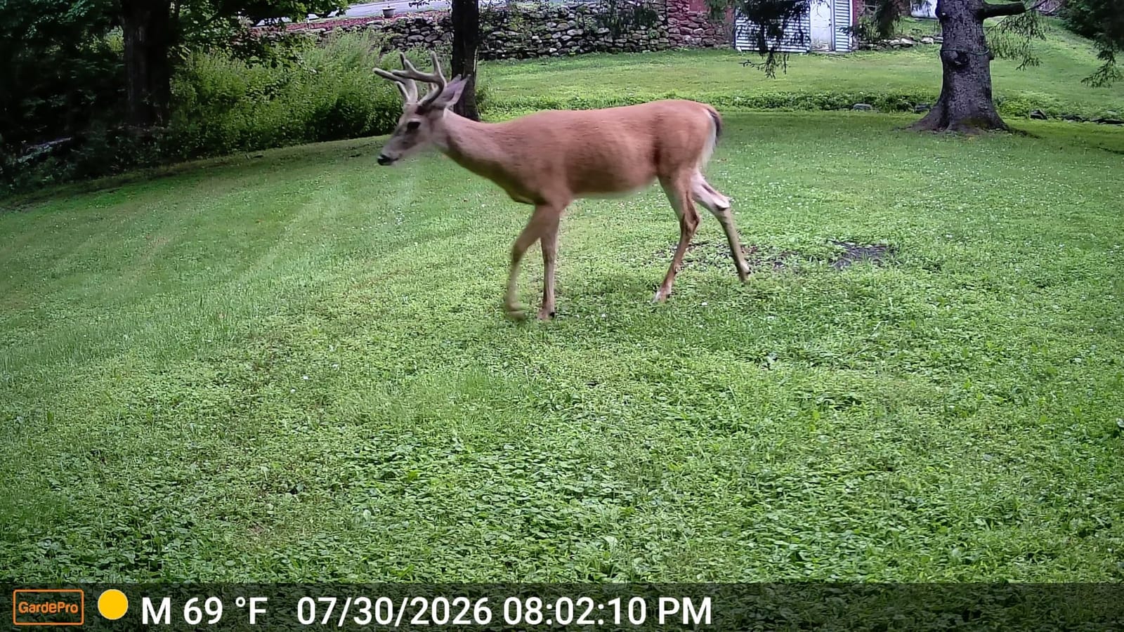 GardePro E5S Non-Cellular Trail Camera, 64MP Photo & 1296P HD Video customer photo 1