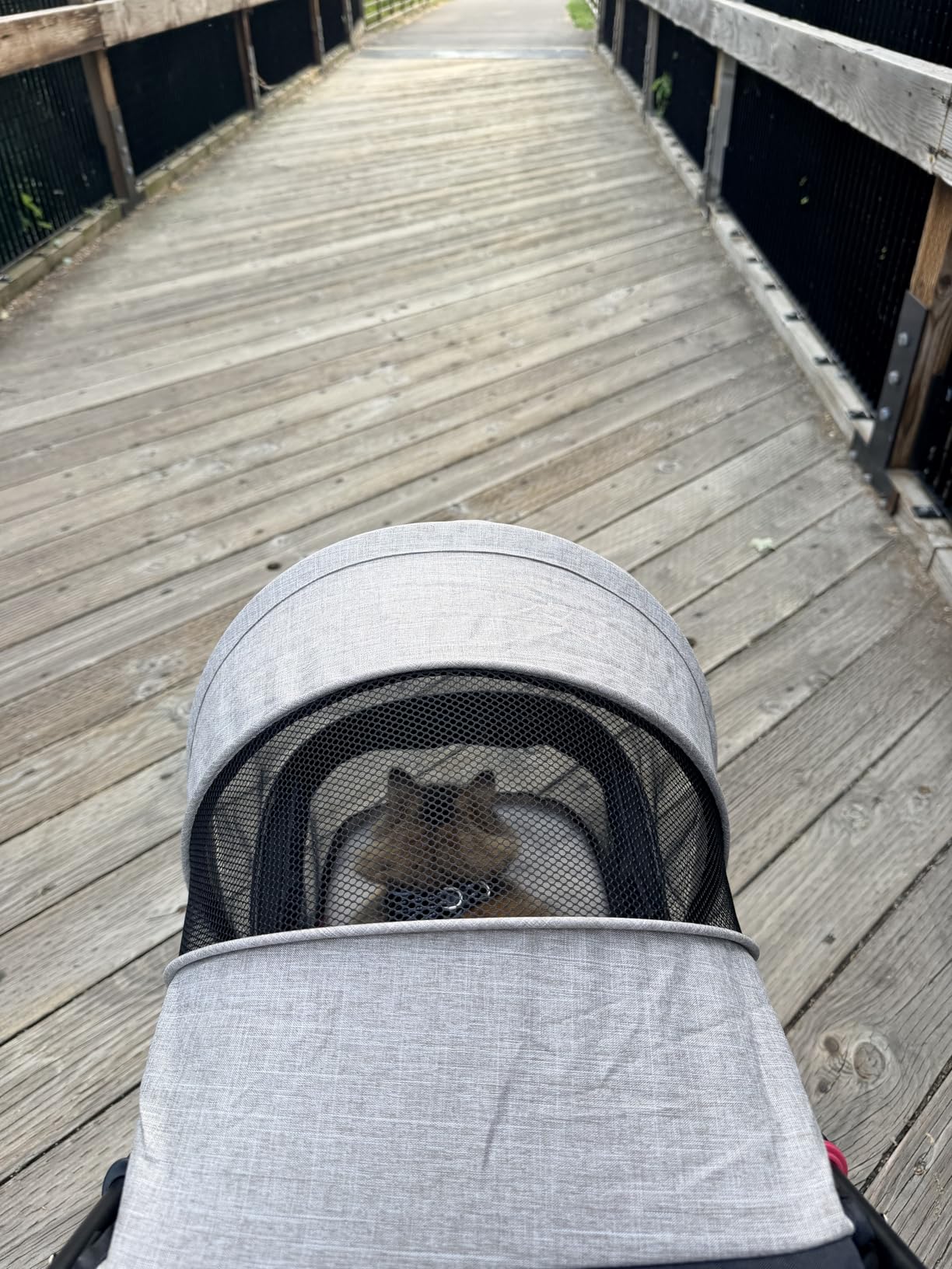 ROODO 3 Wheel Pet Stroller Best Lightweight Foldable Compact Portable Jogger All Terrain Travel Pet Gear Puppy Kitty Stroller for up to 30lbs Medium Small Dogs and Cats(Green) customer photo 2