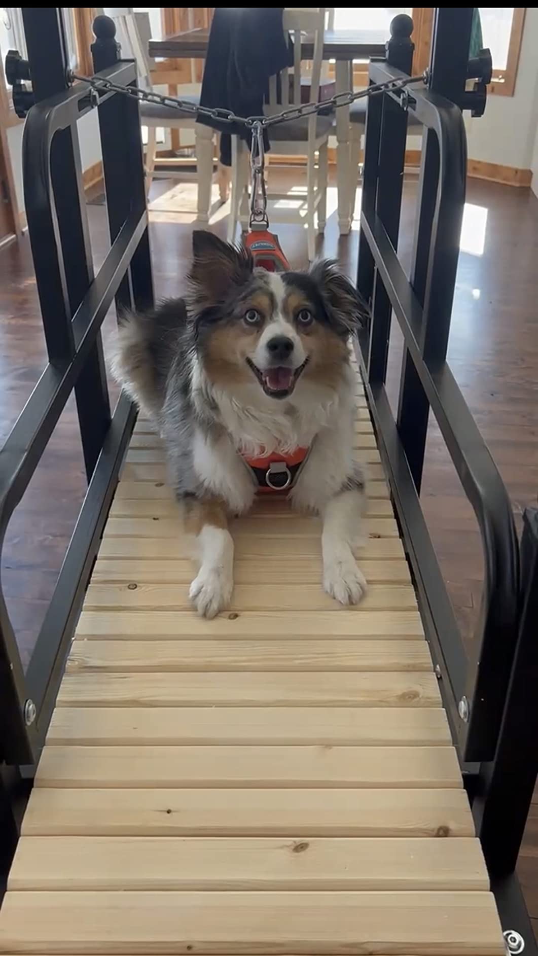 PawPaw's Dog Treadmill for Large Dogs, Medium Dogs with Brake. Dog Slatmill for Healthy & Fit Dog Life, Dog Treadmill for Indoor & Outdoor. Treadmill for Dogs up to 330 lbs customer photo 1