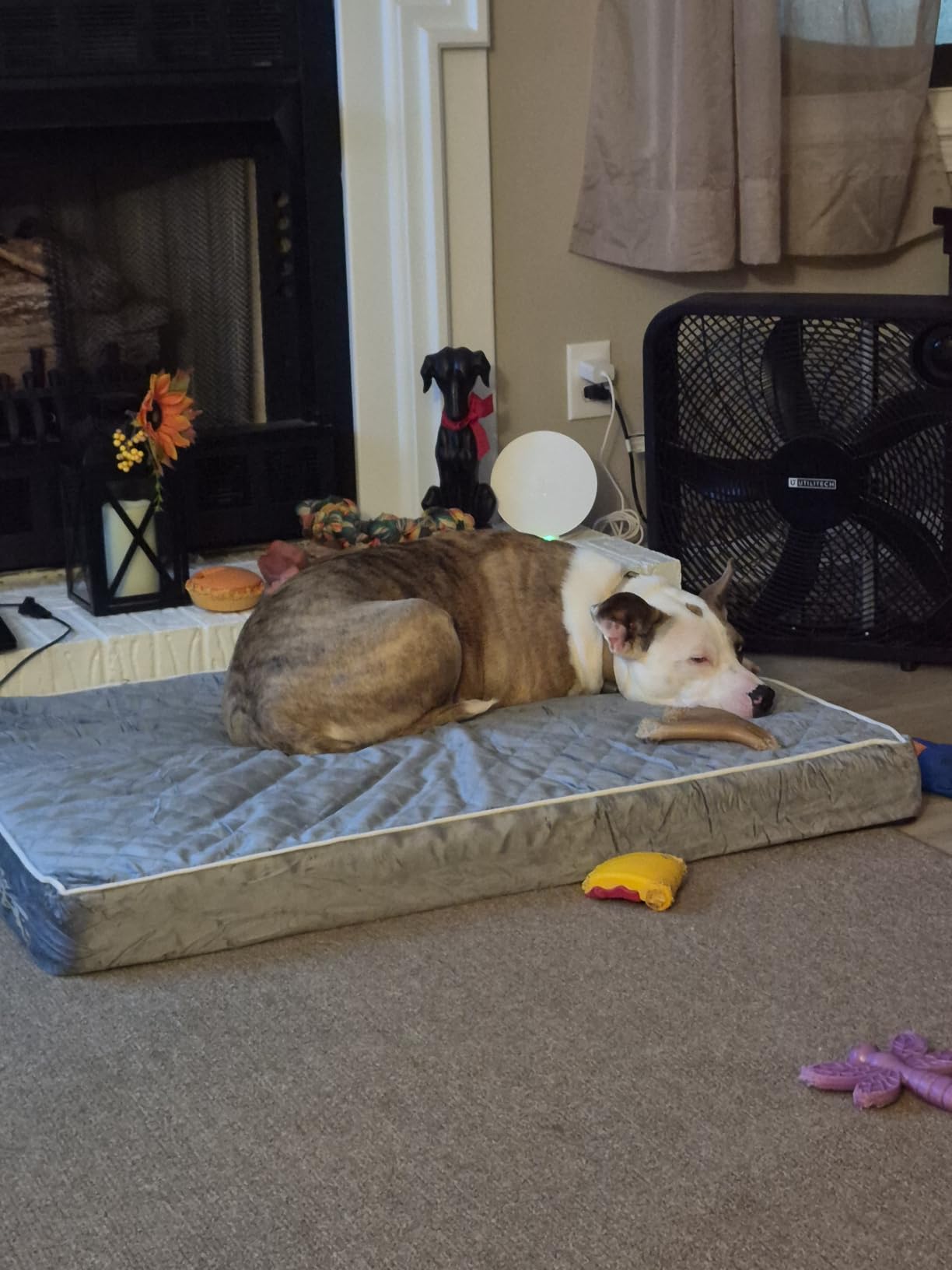 WNPETHOME Orthopedic Waterproof Extra Large Senior Dogs Bed for Comfy Sleep | XL Washable Ped Bed with Removable Cover, Multi-Needle Quilting XL Crate Bed for Large Sized Dog Relax, Light Grey 42x30 Inch customer photo 2