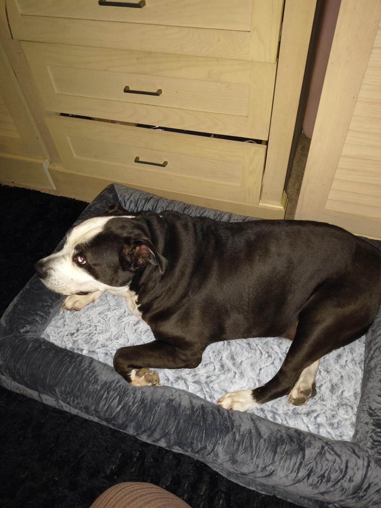 WNPETHOME XXXL Big Large Orthopedic for Senior Dog Bed Comfy Sleeping customer photo 2