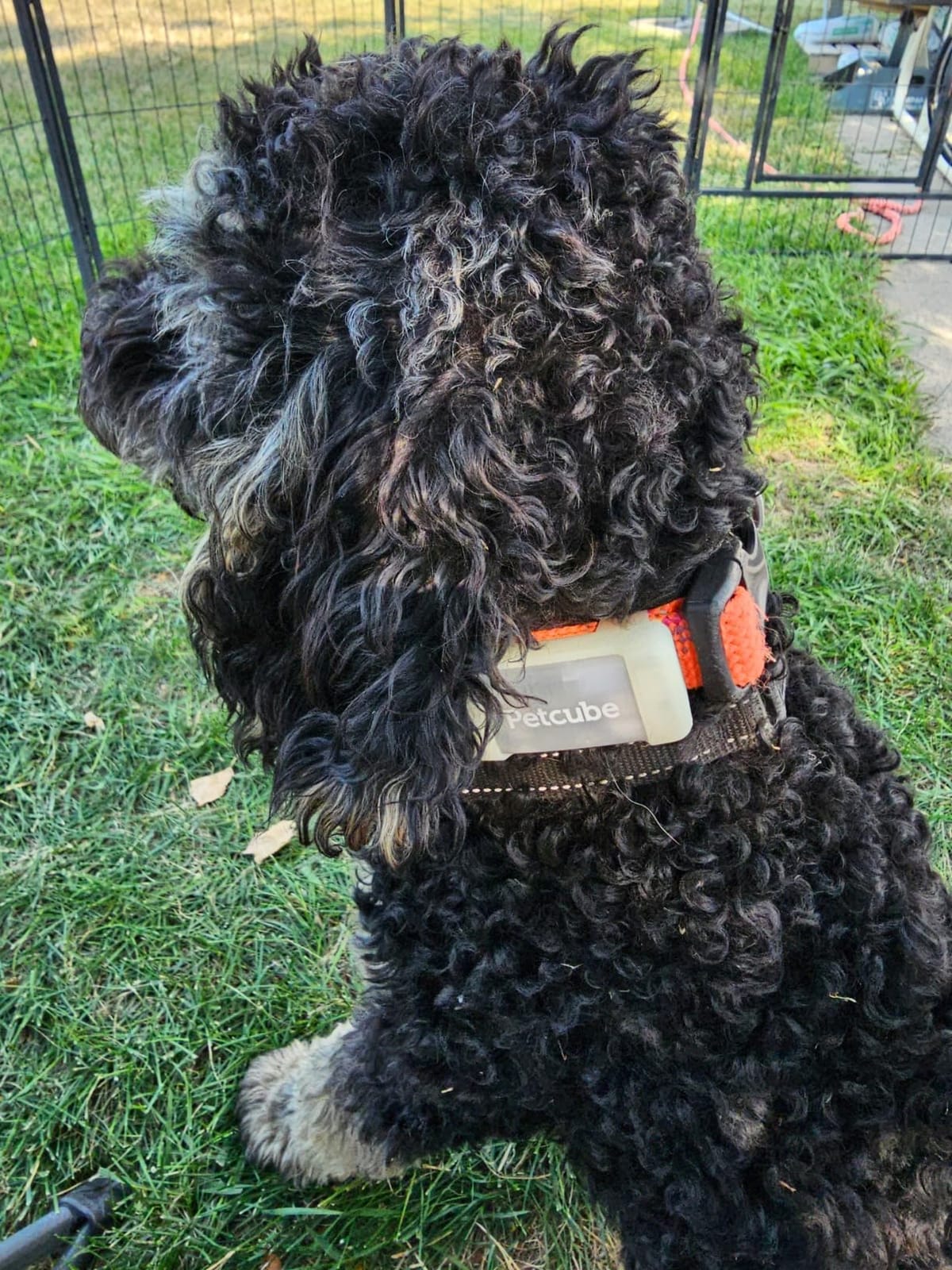 Petcube GPS Tracker for Dogs – Real-Time GPS Tracking & Escape Alerts customer photo 1