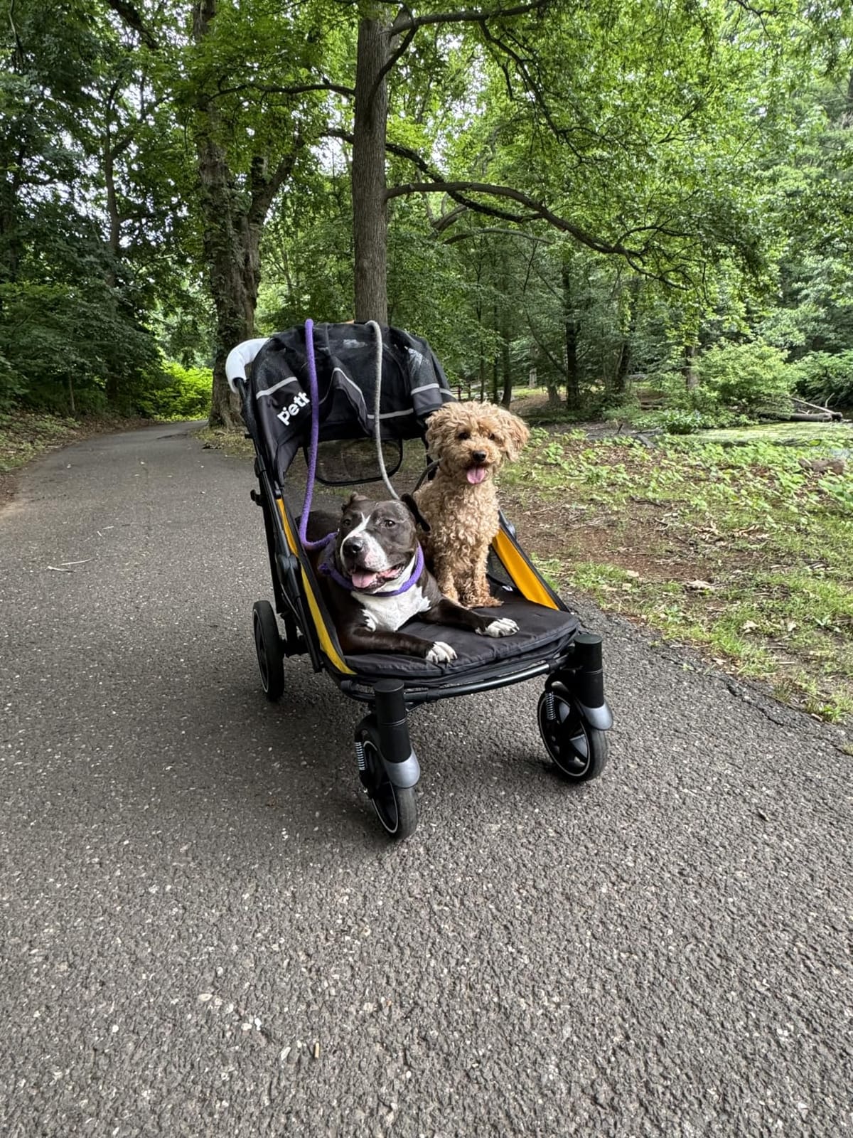 Petbobi Dog Stroller for Large Medium Dogs up to 80 lbs, Dual Entry customer photo 1