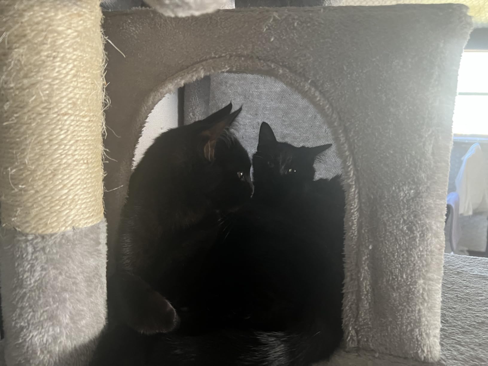 Globlazer Big XXL Cat Tower for Indoor Multiple Cats, F80, Dark Grey customer photo 2