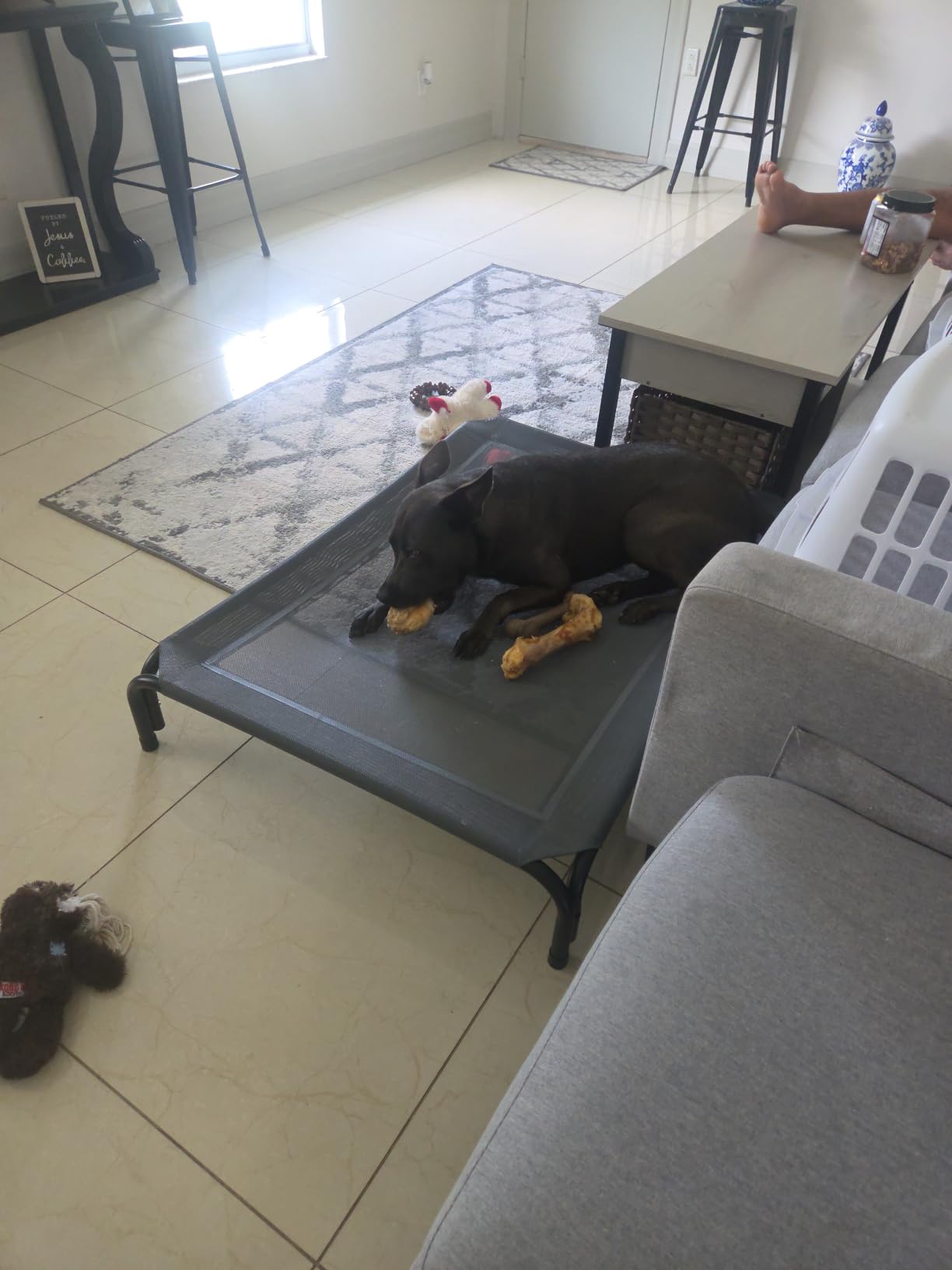 Czpalo Outdoor Elevated Dog Bed for Large Sized Dogs, No-Tool Assembly. customer photo 1