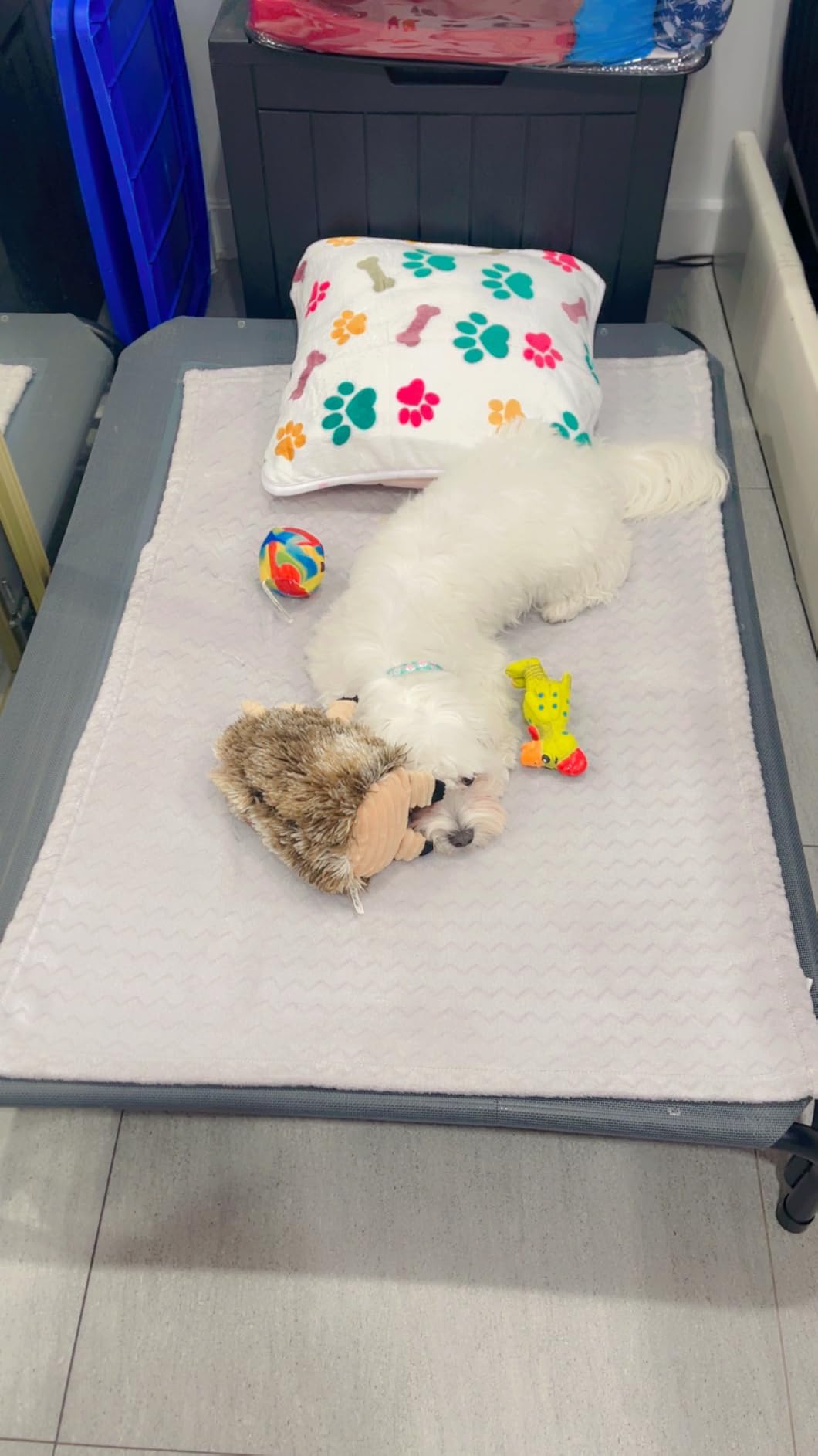 Czpalo Outdoor Elevated Dog Bed for Large Sized Dogs, No-Tool Assembly. customer photo 2