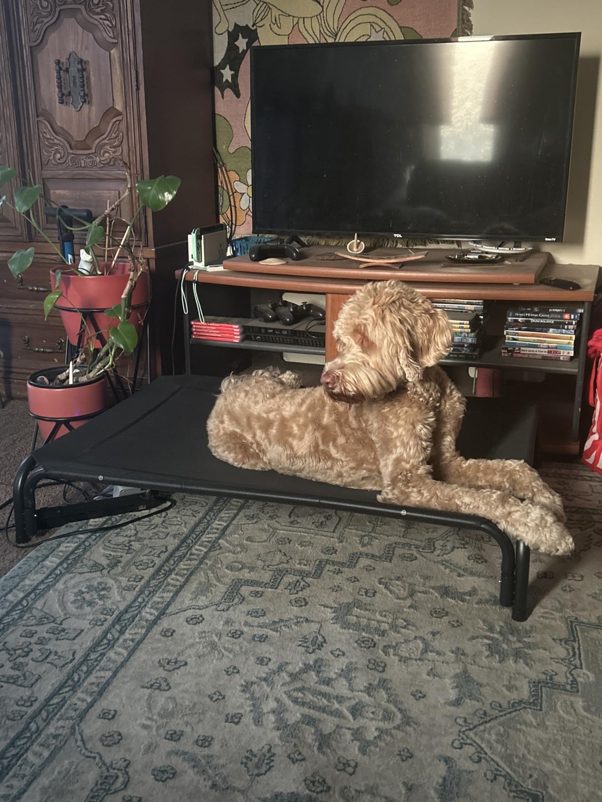 Elevated Dog Bed Raised Outdoor Dog Cot for Large Dogs, Installation Requires No Tools, Frame with Washable Cooling Breathable Mesh Anti-Slip Feet, Indoor Pet Bed, Black, 43.3 Inches customer photo 2