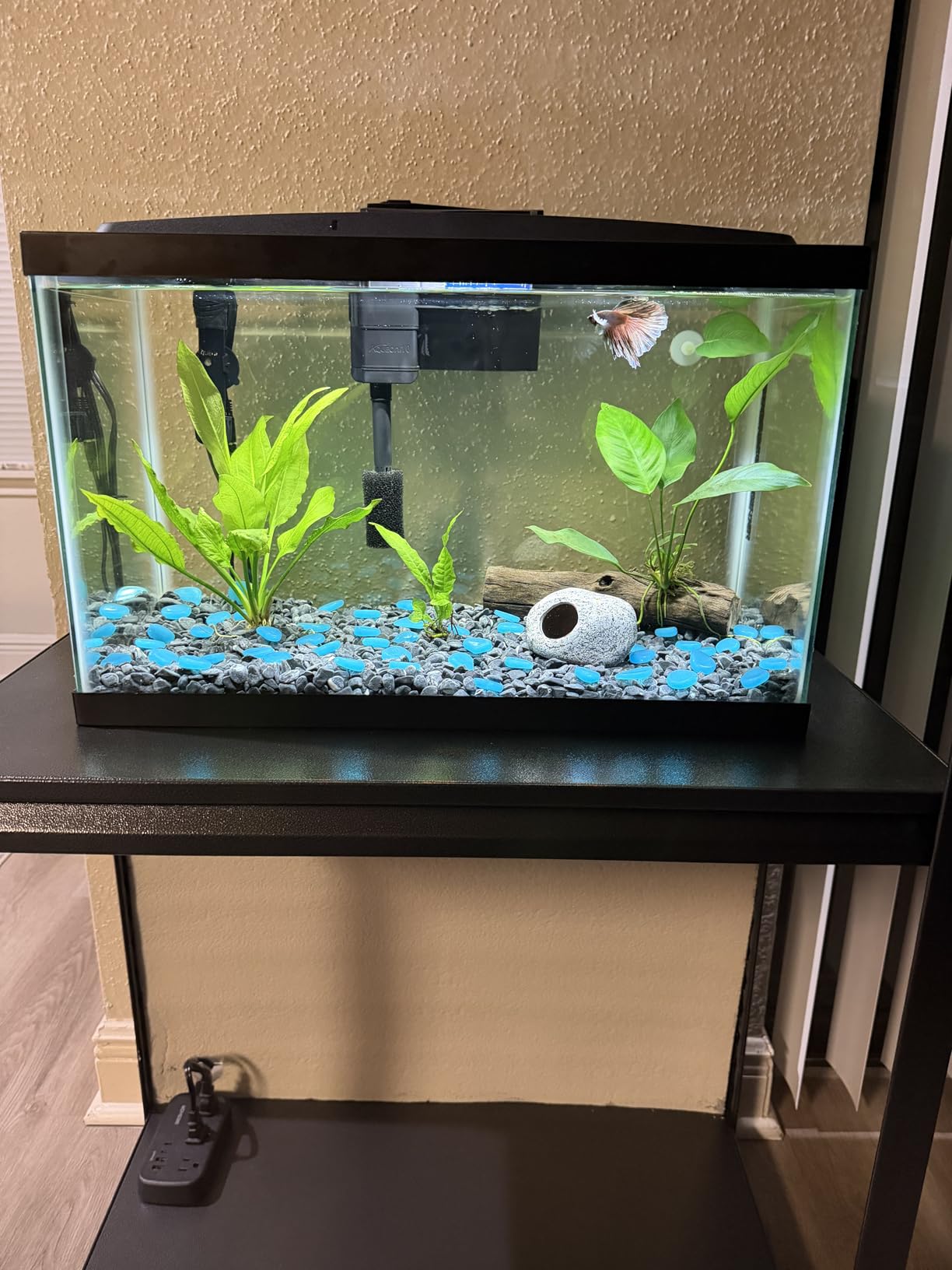 Aqueon Aquarium Starter Kit with Smart Clean Filtration and LED Lighting, Freshwater and Saltwater Fish, 20-Gallon customer photo 1