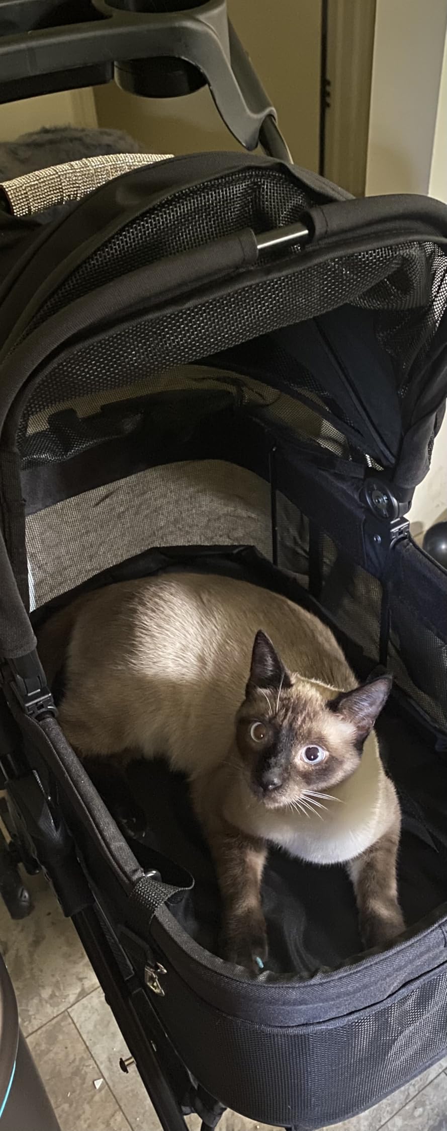 Zoosky 3 in 1 Dog Stroller, Folding Pet Stroller w/Removable Carrier customer photo 2