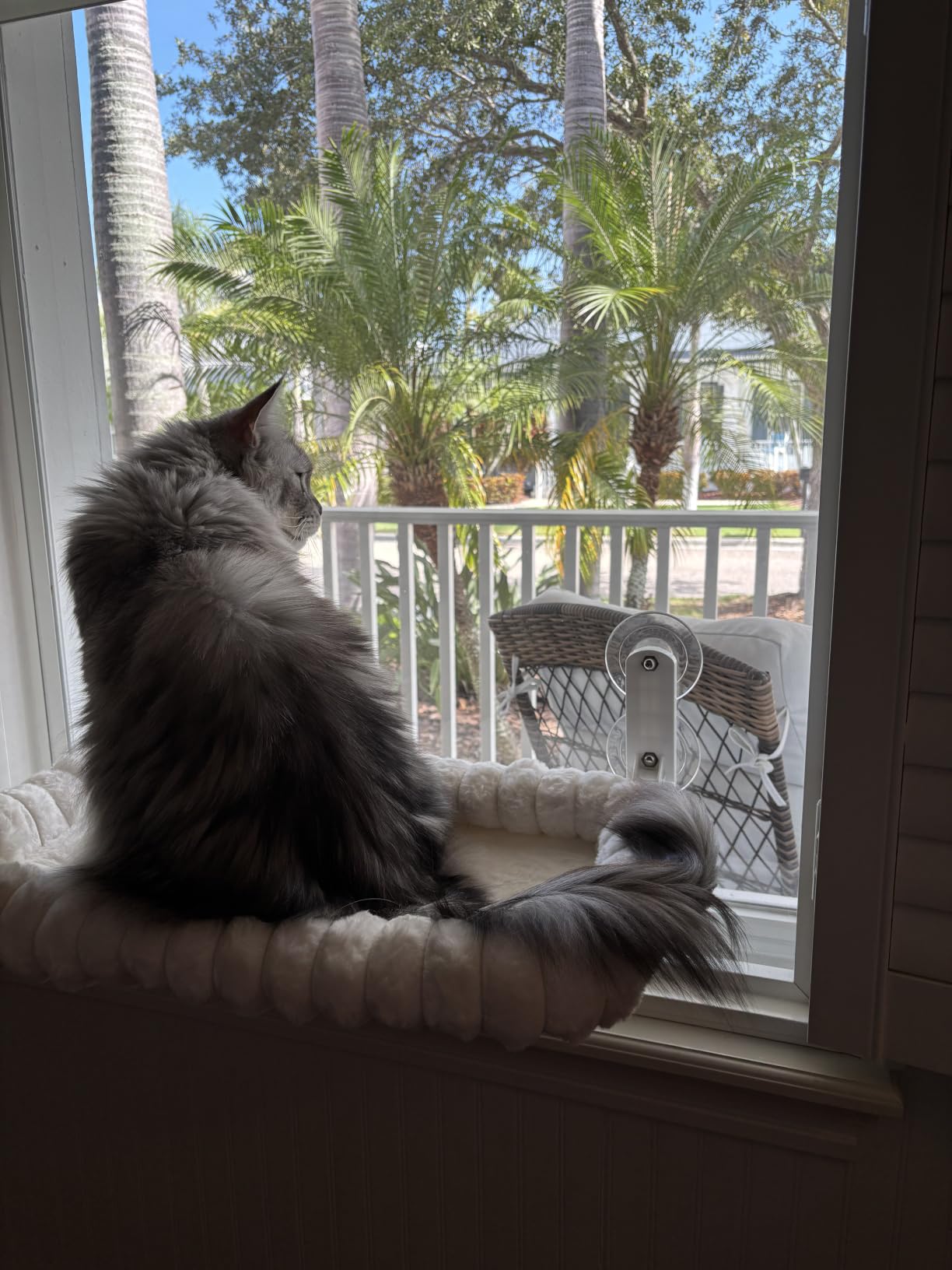 Zakkart SnugCloud Foldable Cat Window Perch (Cream White, M) customer photo 2