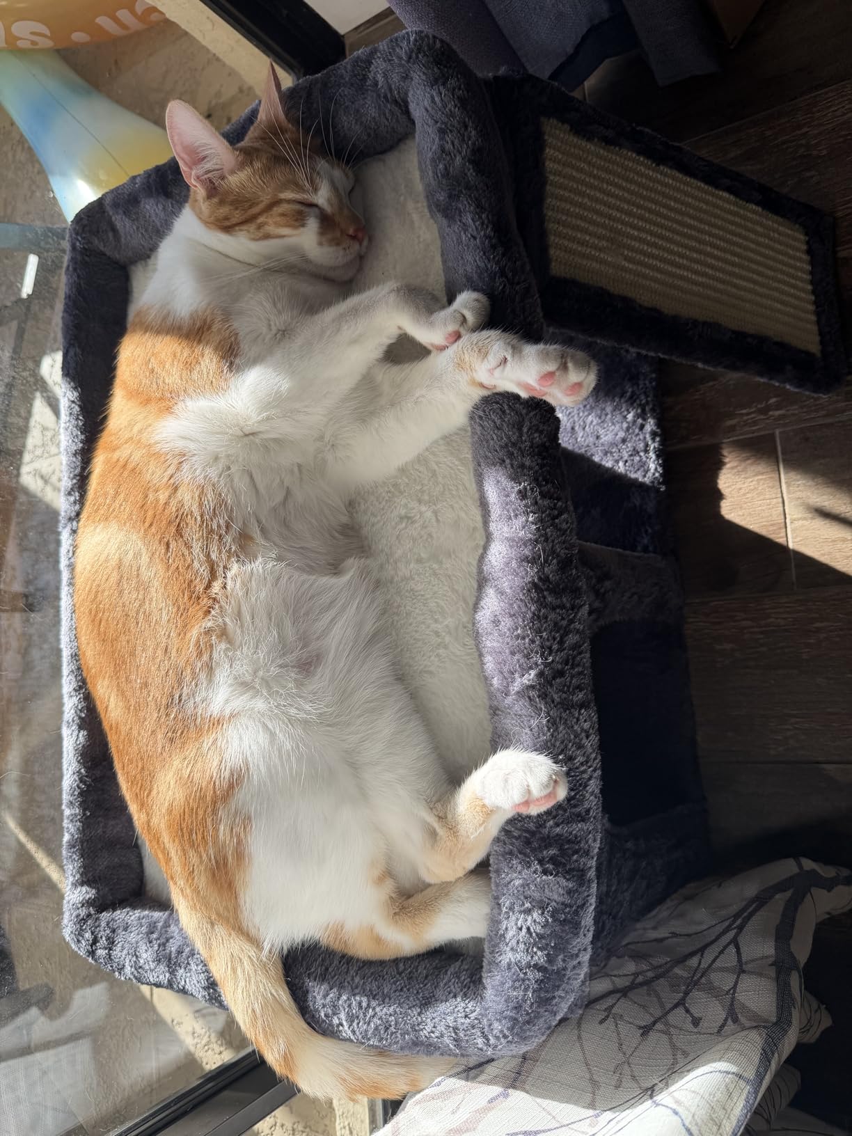 Aechonow XL Cat Tree Tower for Large Adult Cats 20 lbs+, 23x15.7 Perch Bed customer photo 1