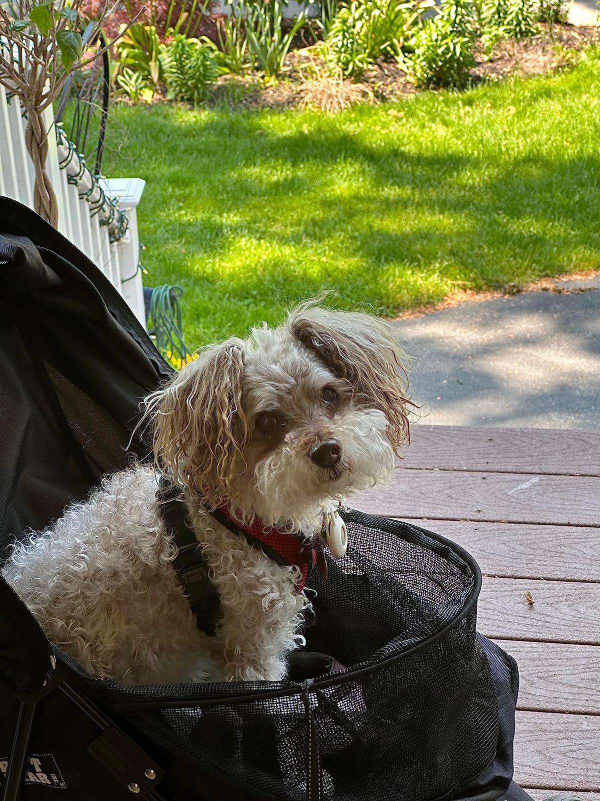 Pet Gear Travel Lite Plus Stroller, Coral customer photo 1